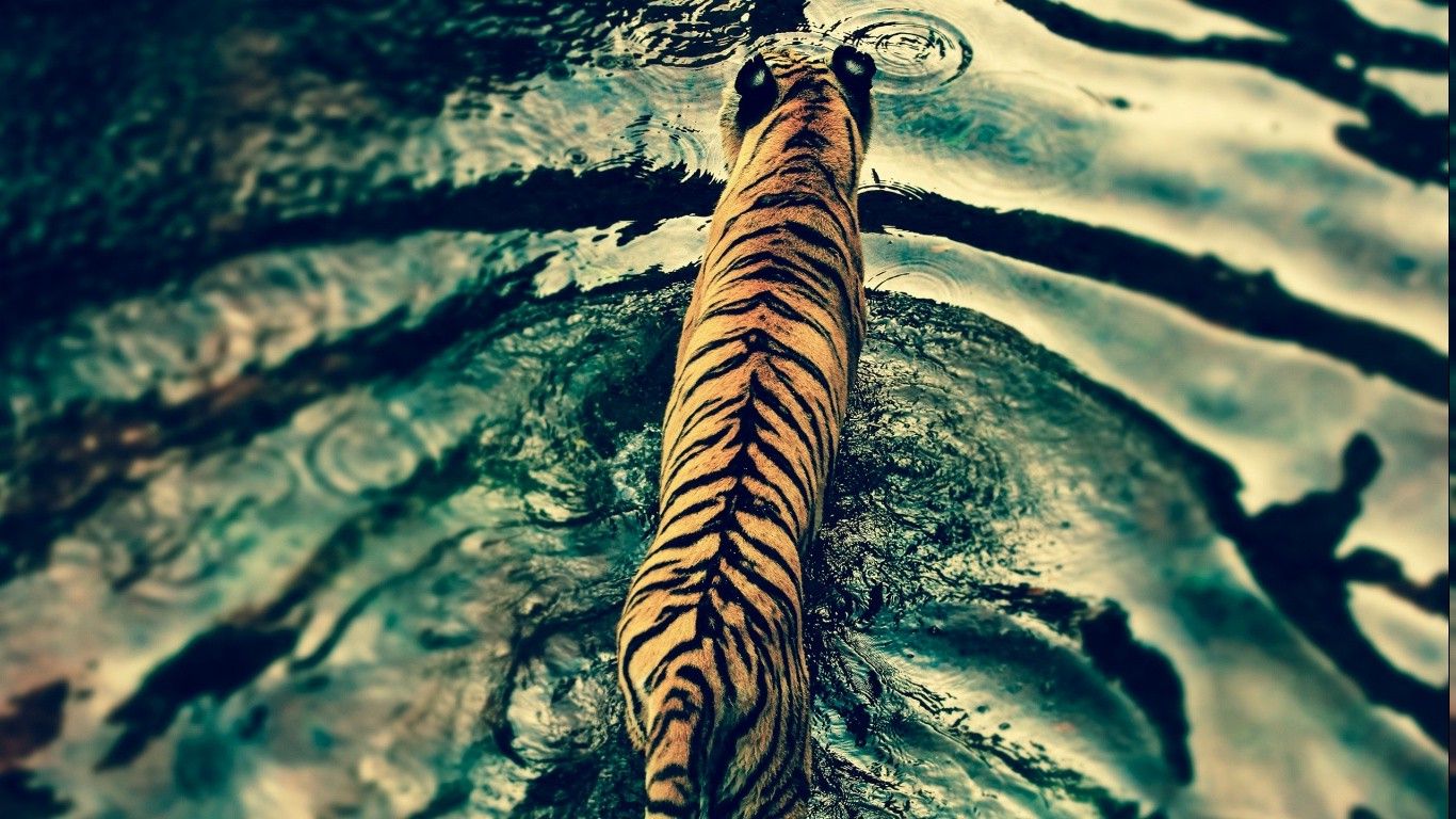 tiger, Filter, Ripples, Animals Wallpaper HD / Desktop and Mobile Background