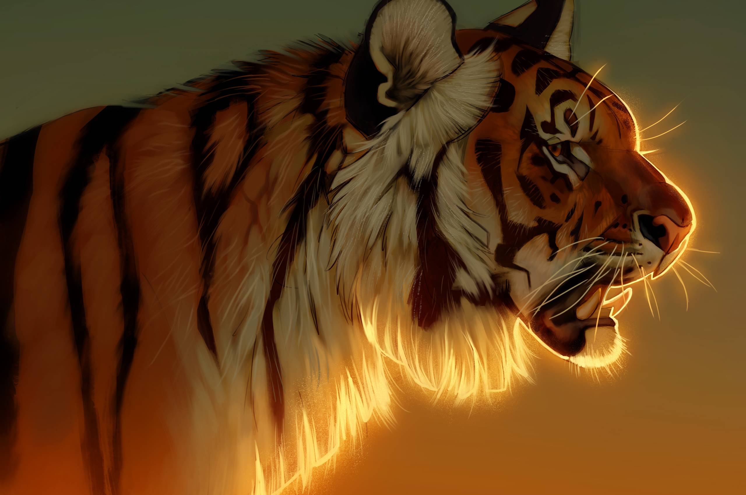 Tiger Evening Glow 5k Chromebook Pixel HD 4k Wallpaper, Image, Background, Photo and Picture