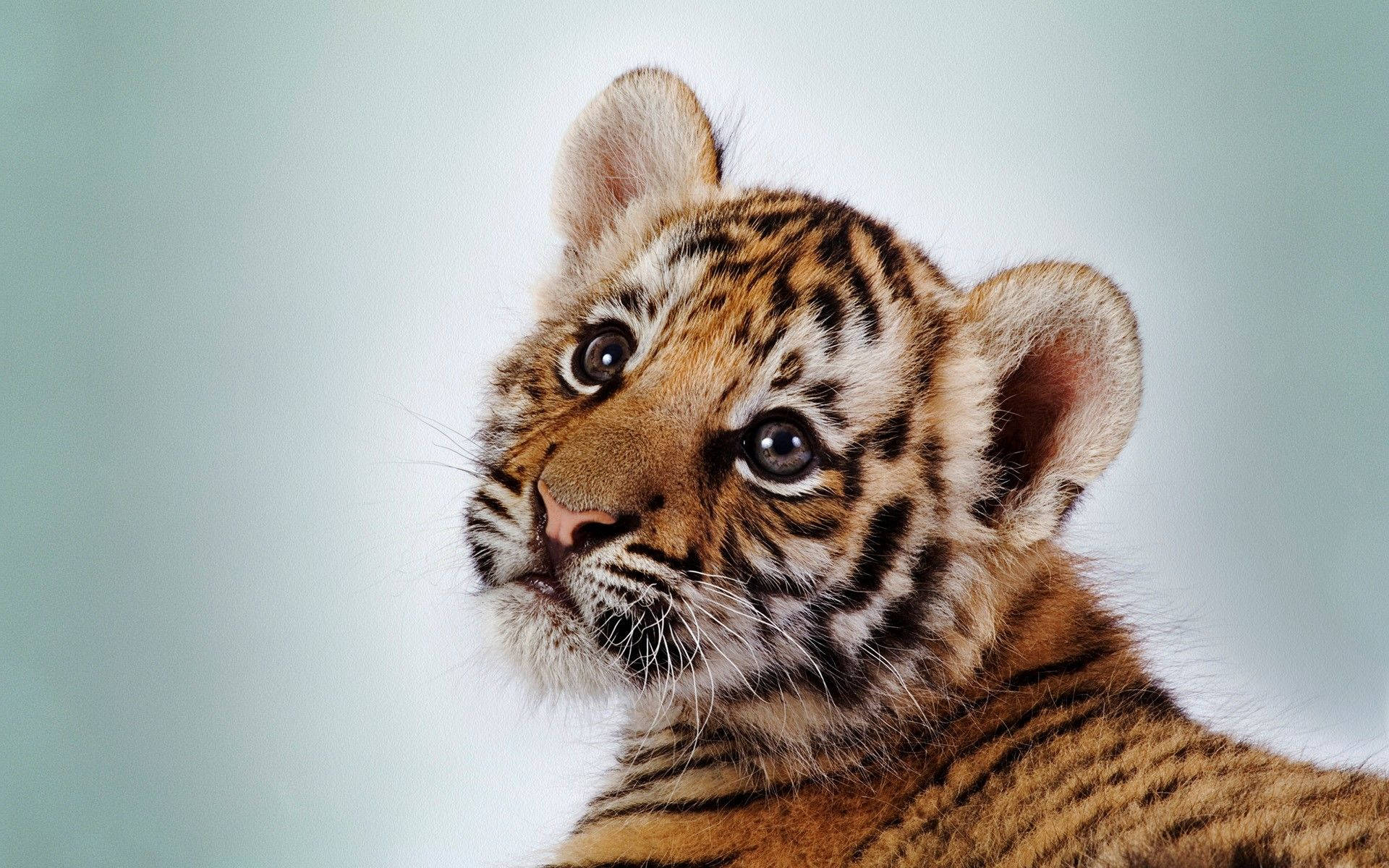 Download Cute Orange Tiger Cub Wallpaper