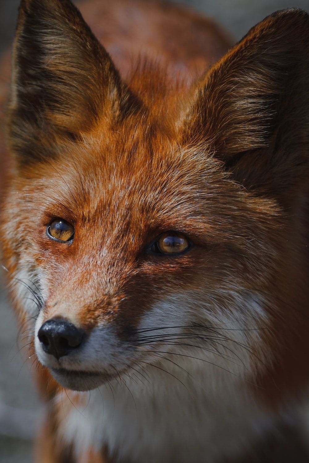 A red fox with blue eyes staring at the camera - Fox