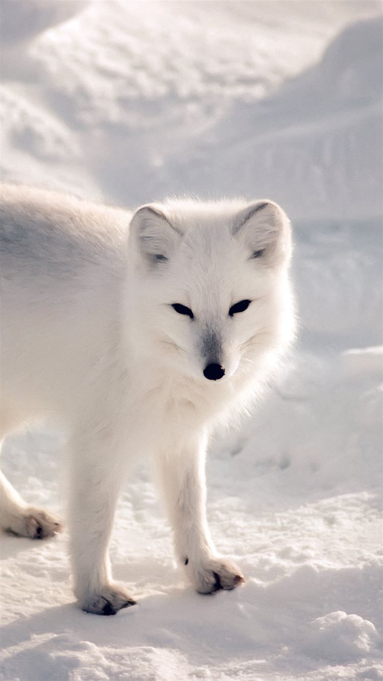 A small white fox is standing in the snow - Fox