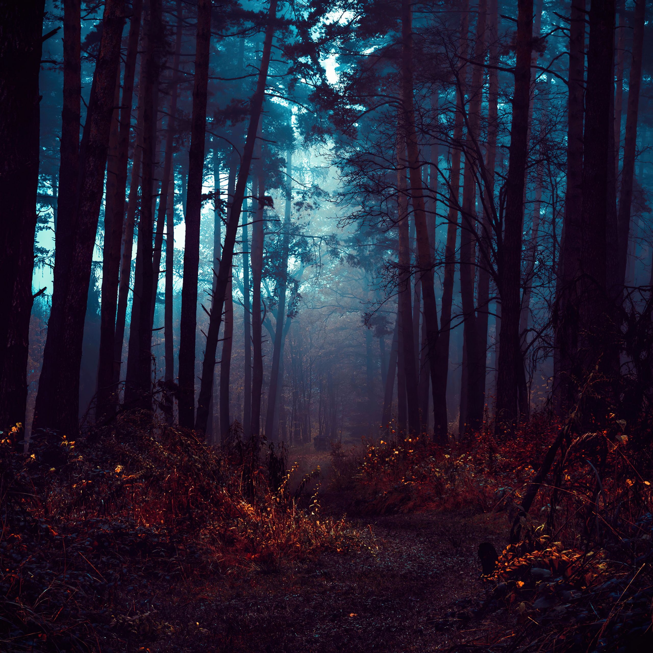 A forest with trees and fog - Fog, foggy forest