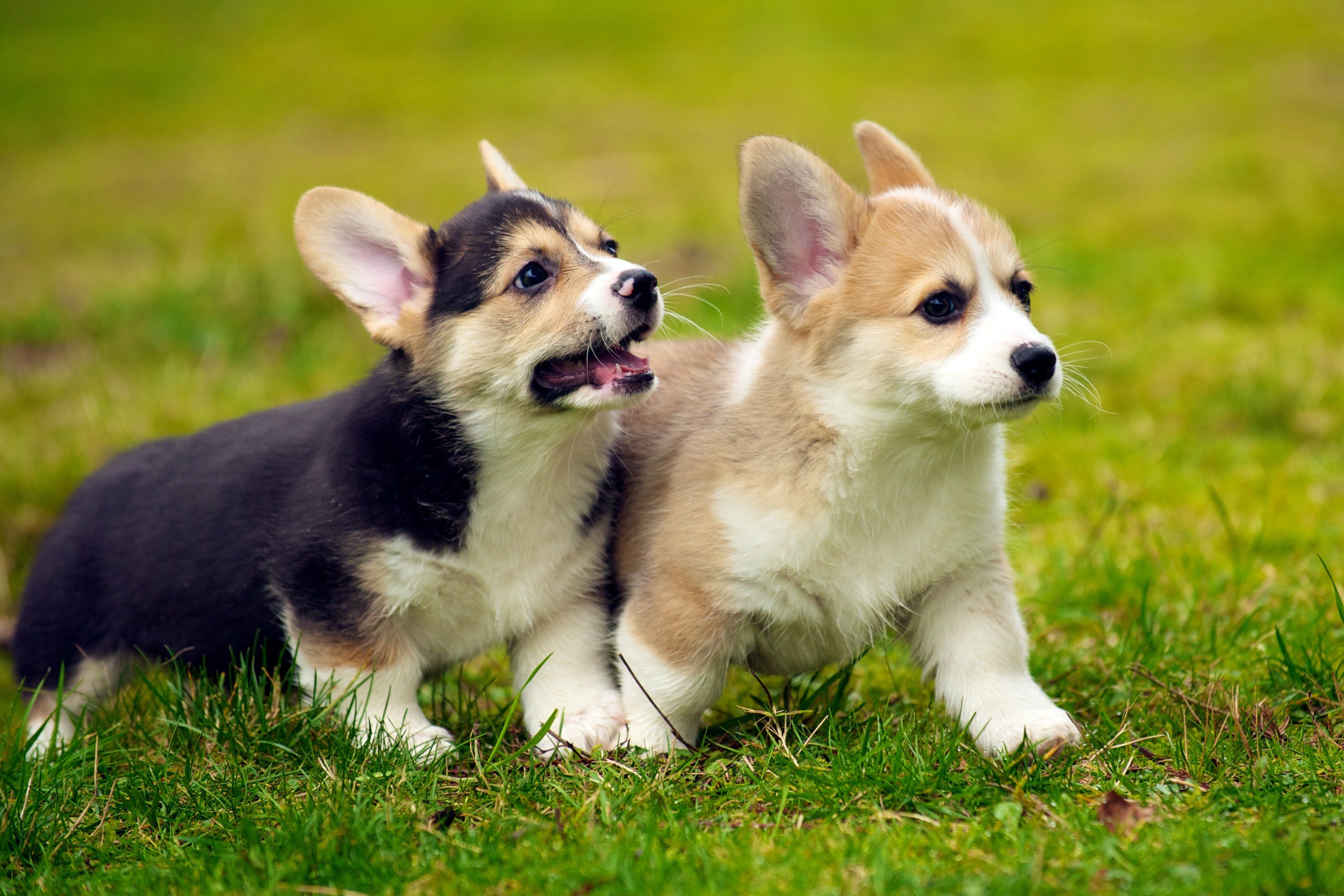 Corgi Dog Wallpaper