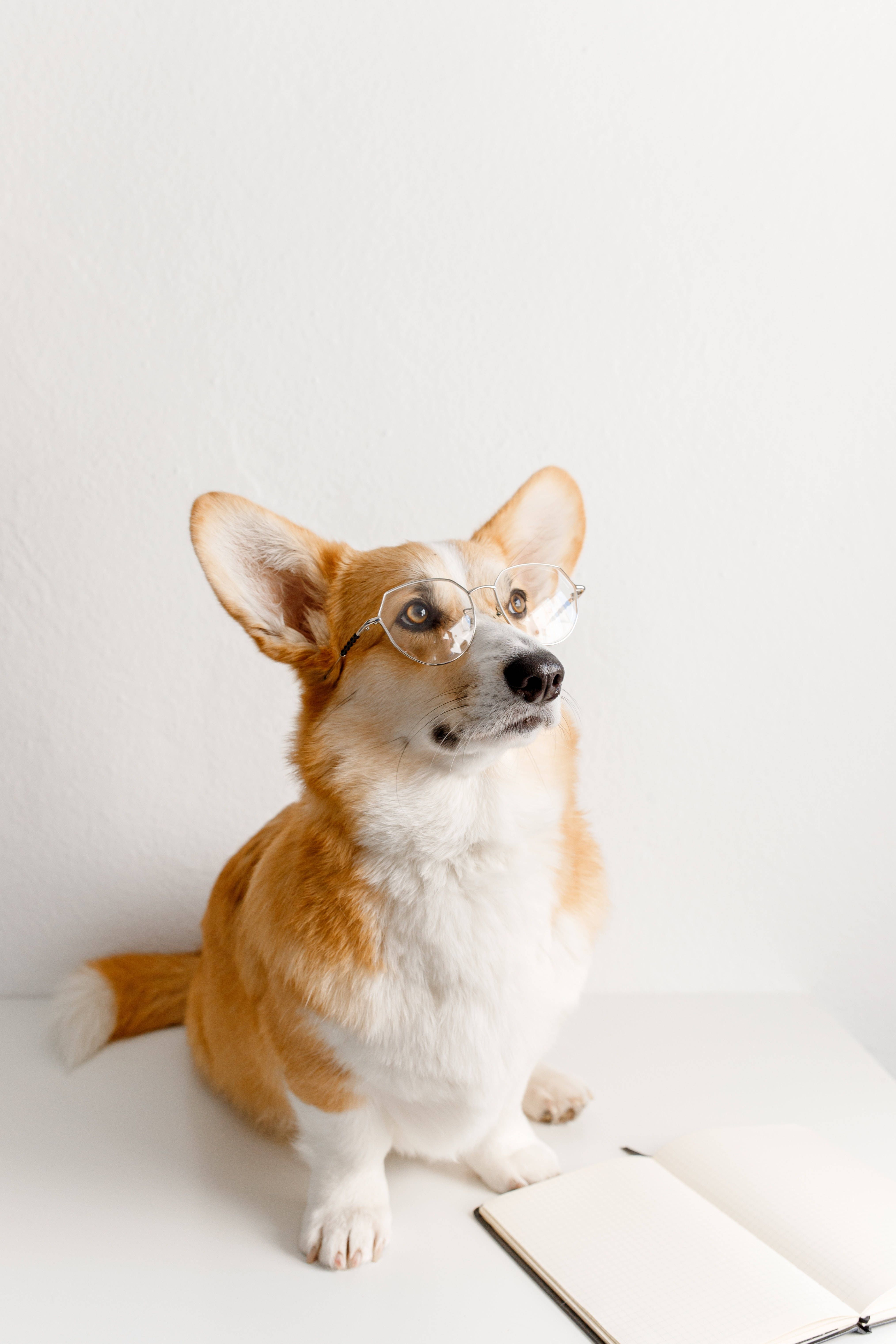 Download Cute Corgi With Glasses Wallpaper