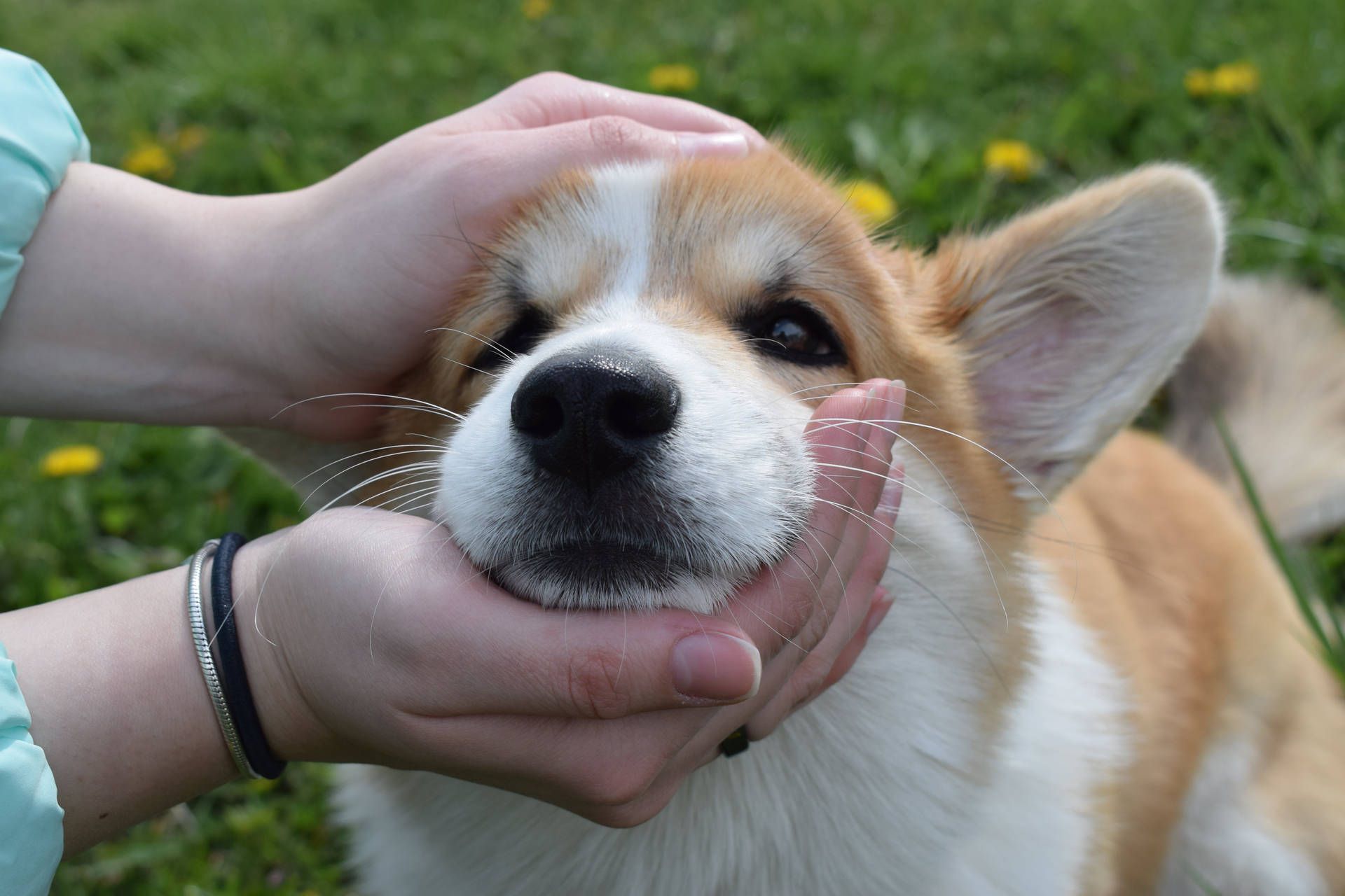 Free Corgi Wallpaper Downloads, Corgi Wallpaper for FREE