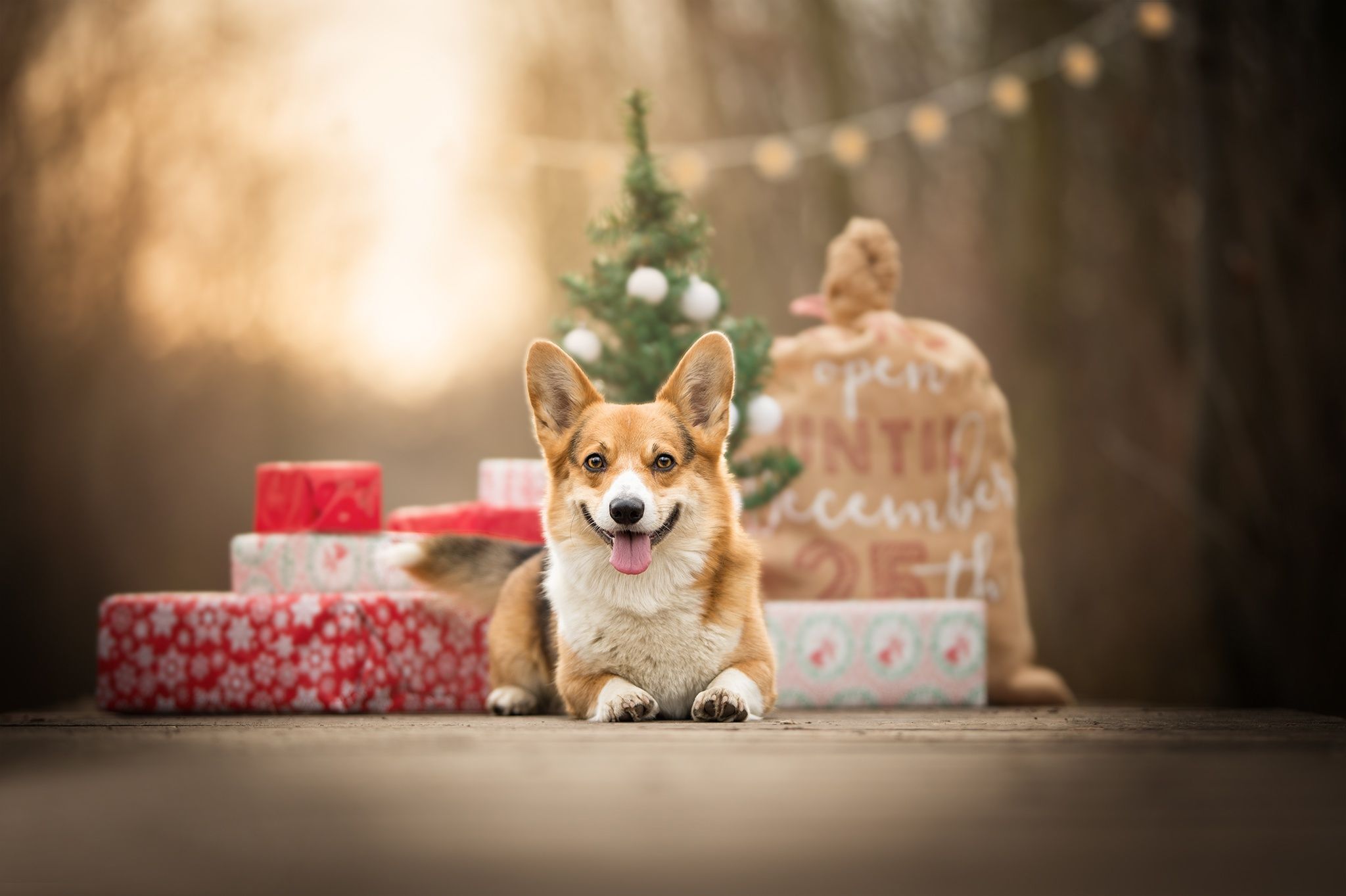 Corgi HD Wallpaper