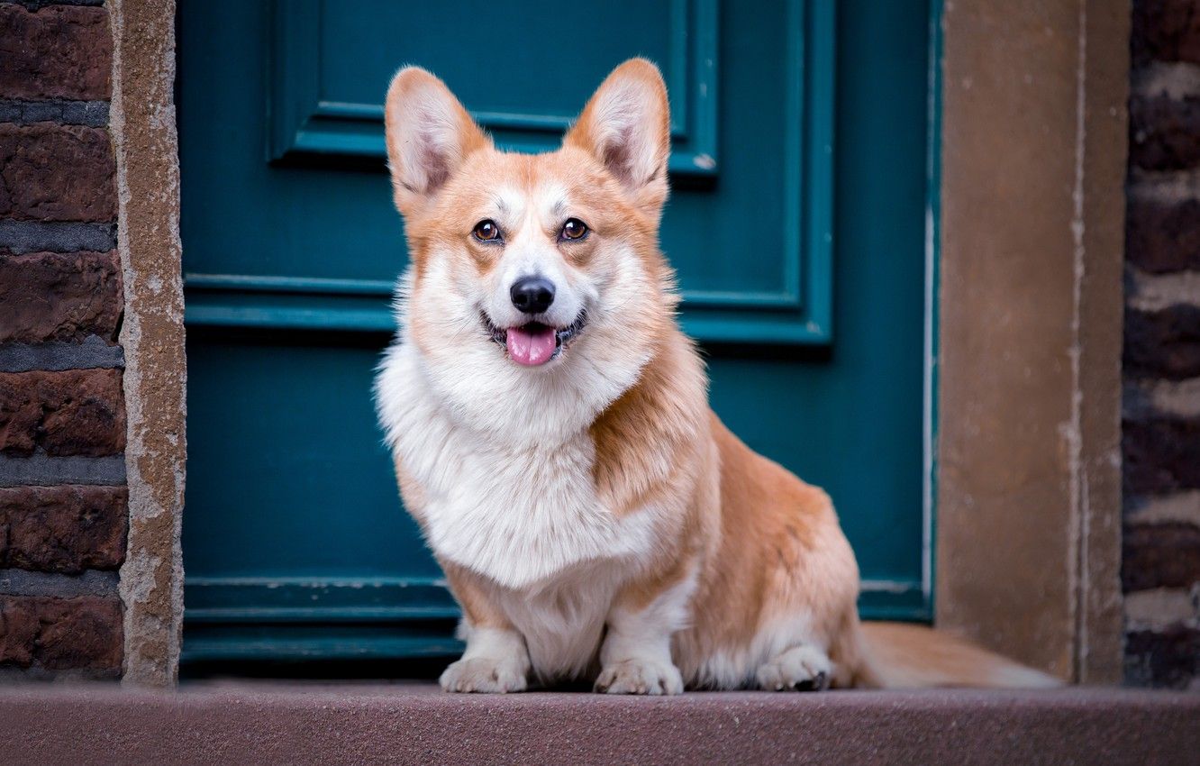 Wallpaper dog, the door, sitting, Corgi image for desktop, section собаки