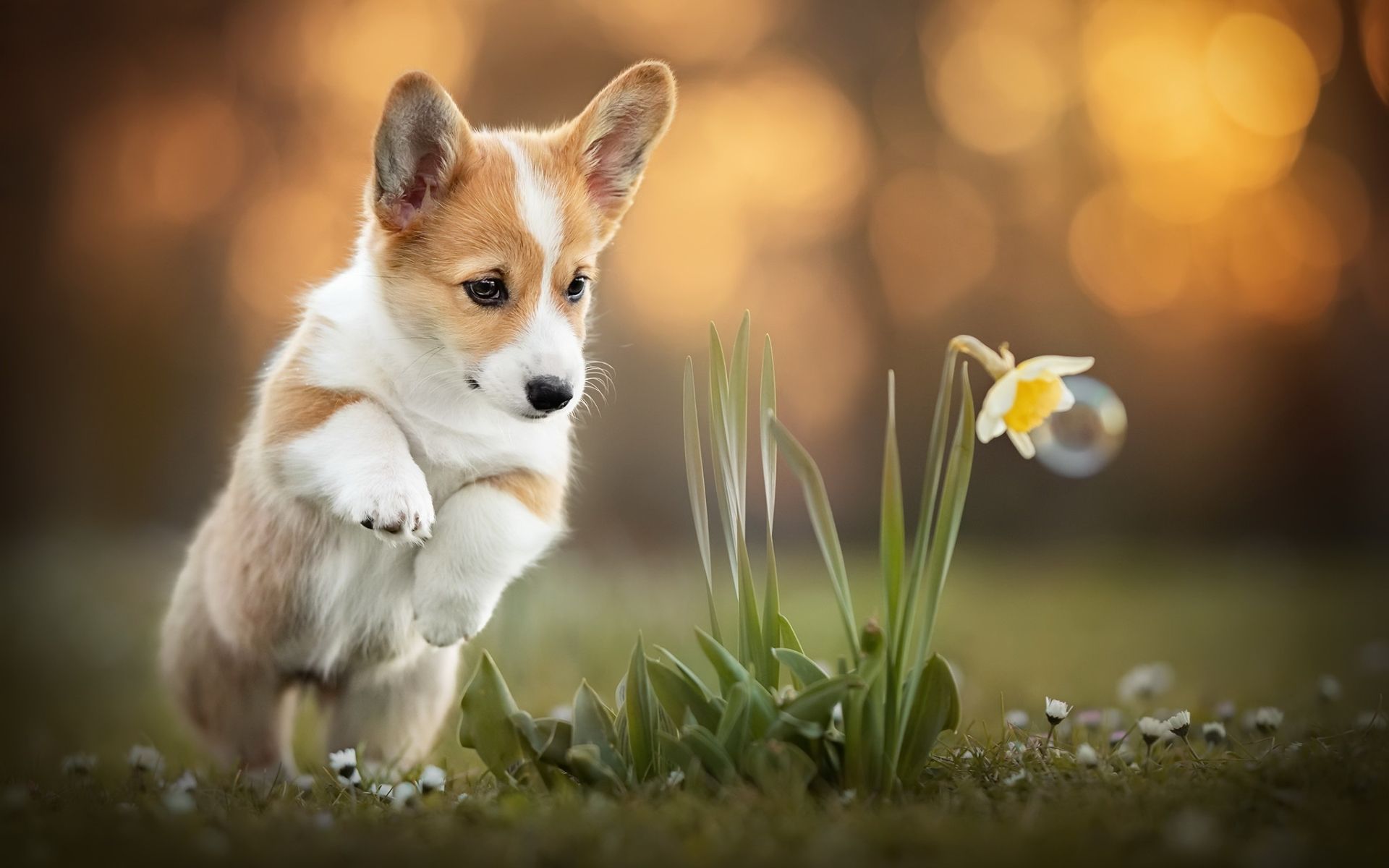 Corgi Puppies Wallpaper Free Corgi Puppies Background