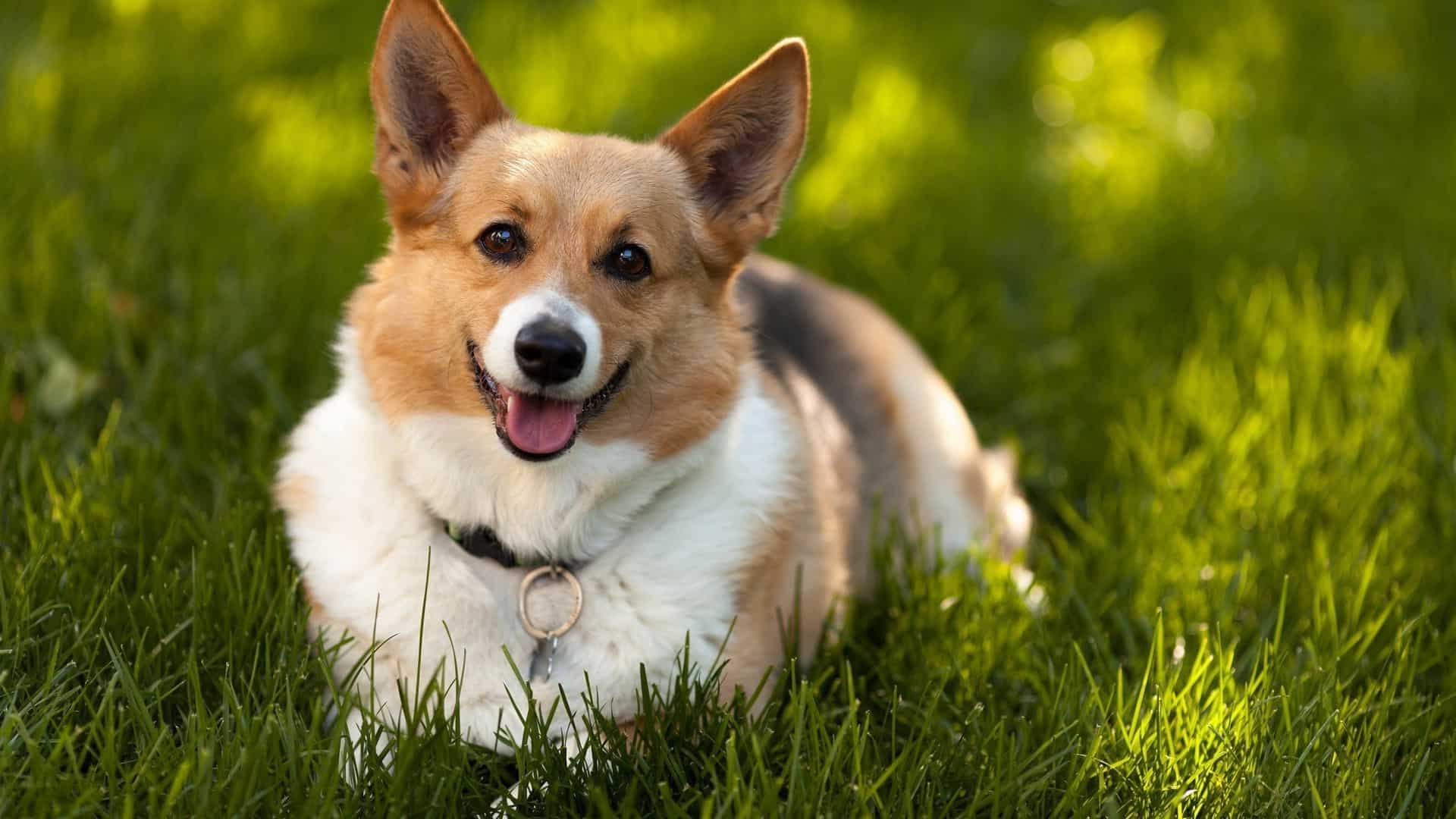 Cardigan Welsh Corgi, Feeding, Grooming, Vaccination