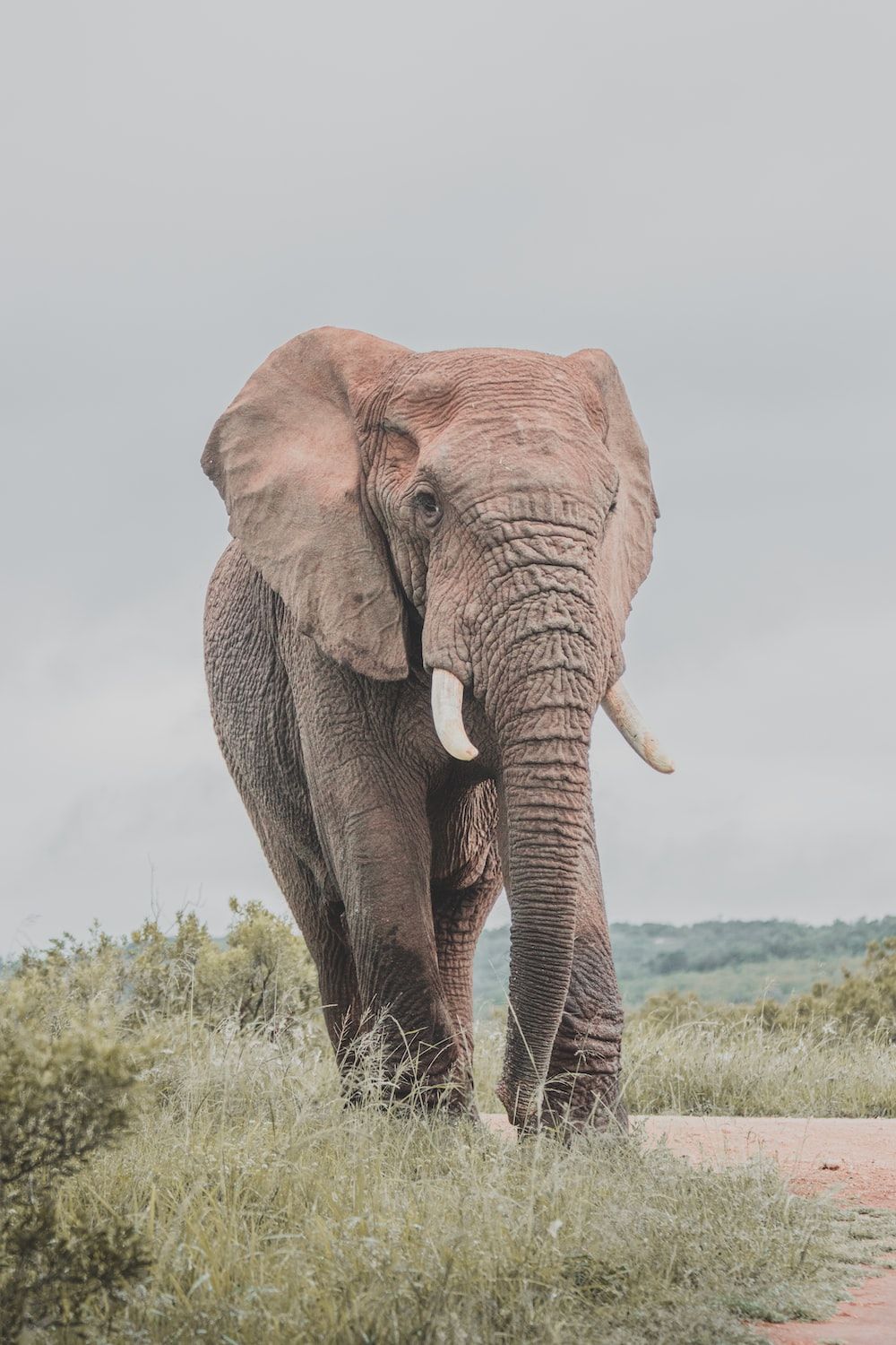 Elephant Family Picture. Download Free Image