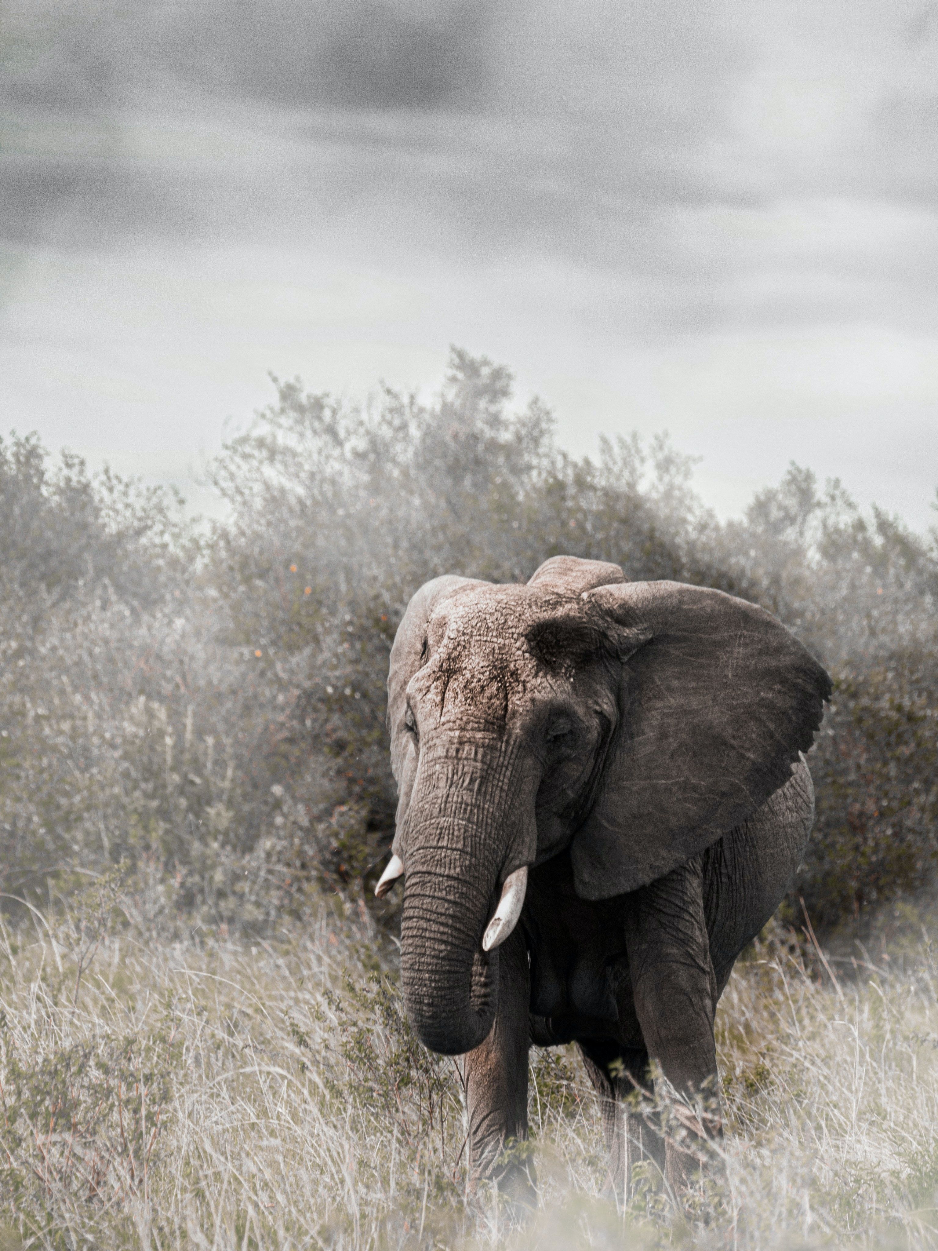 An Elephant Standing on a Grassy Field · Free