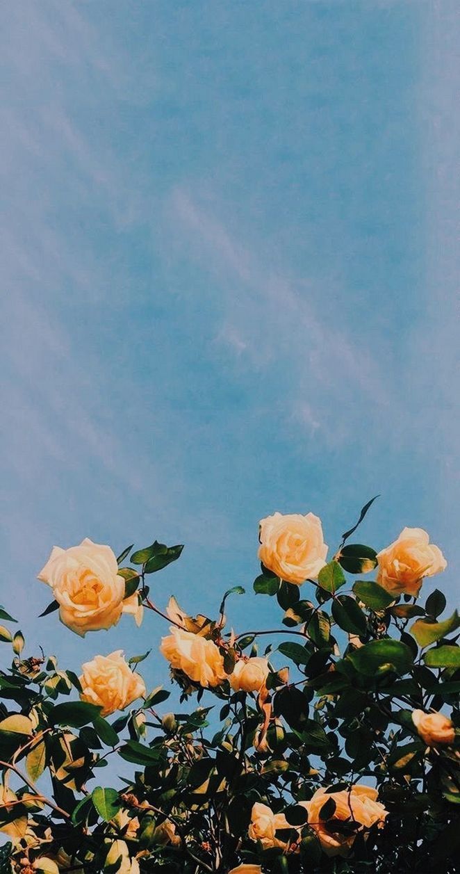 A beautiful aesthetic background of a blue sky and yellow roses - Blush