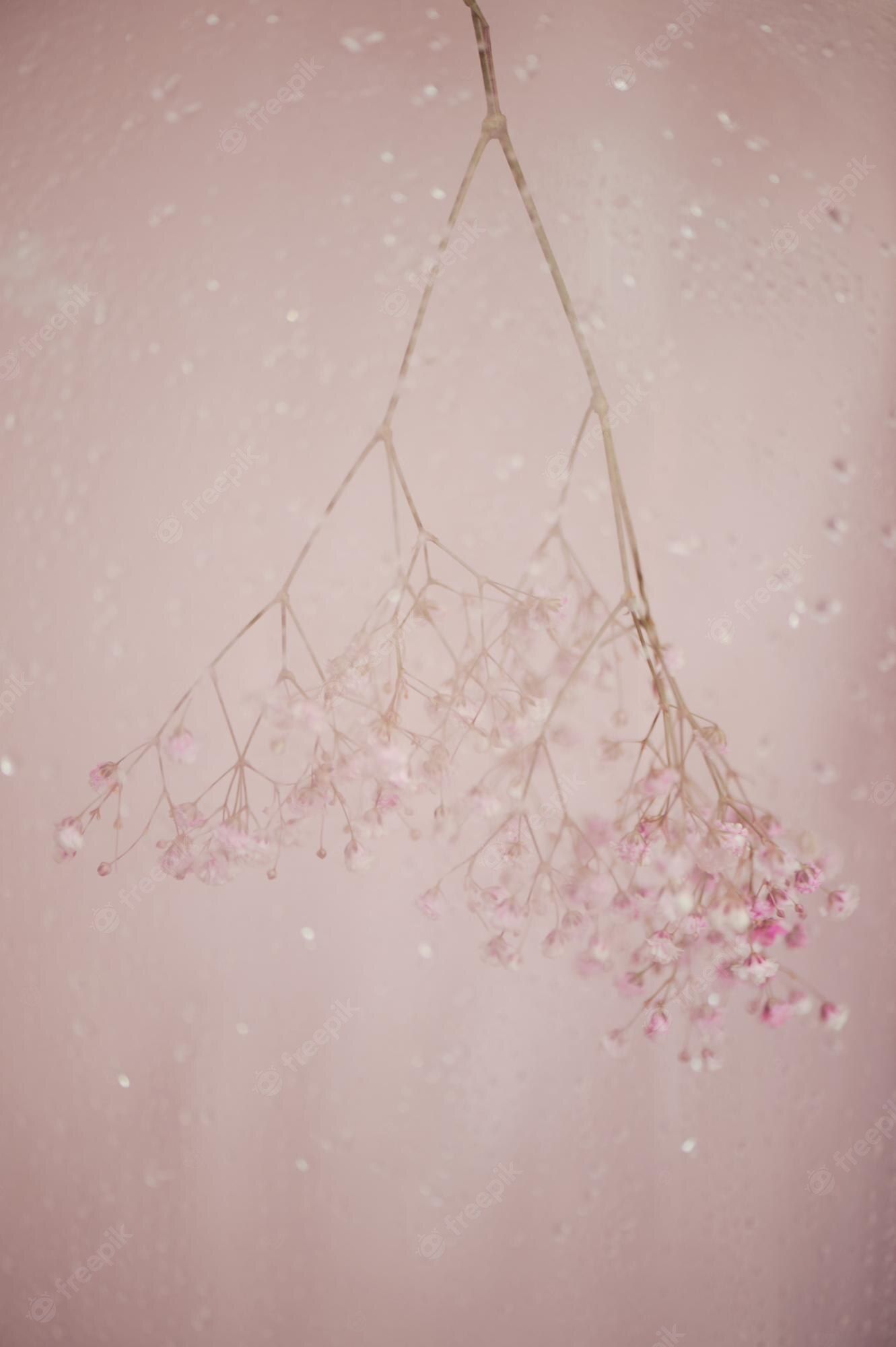 A branch of baby's breath flowers hanging in front of a pink wall - Blush, pink