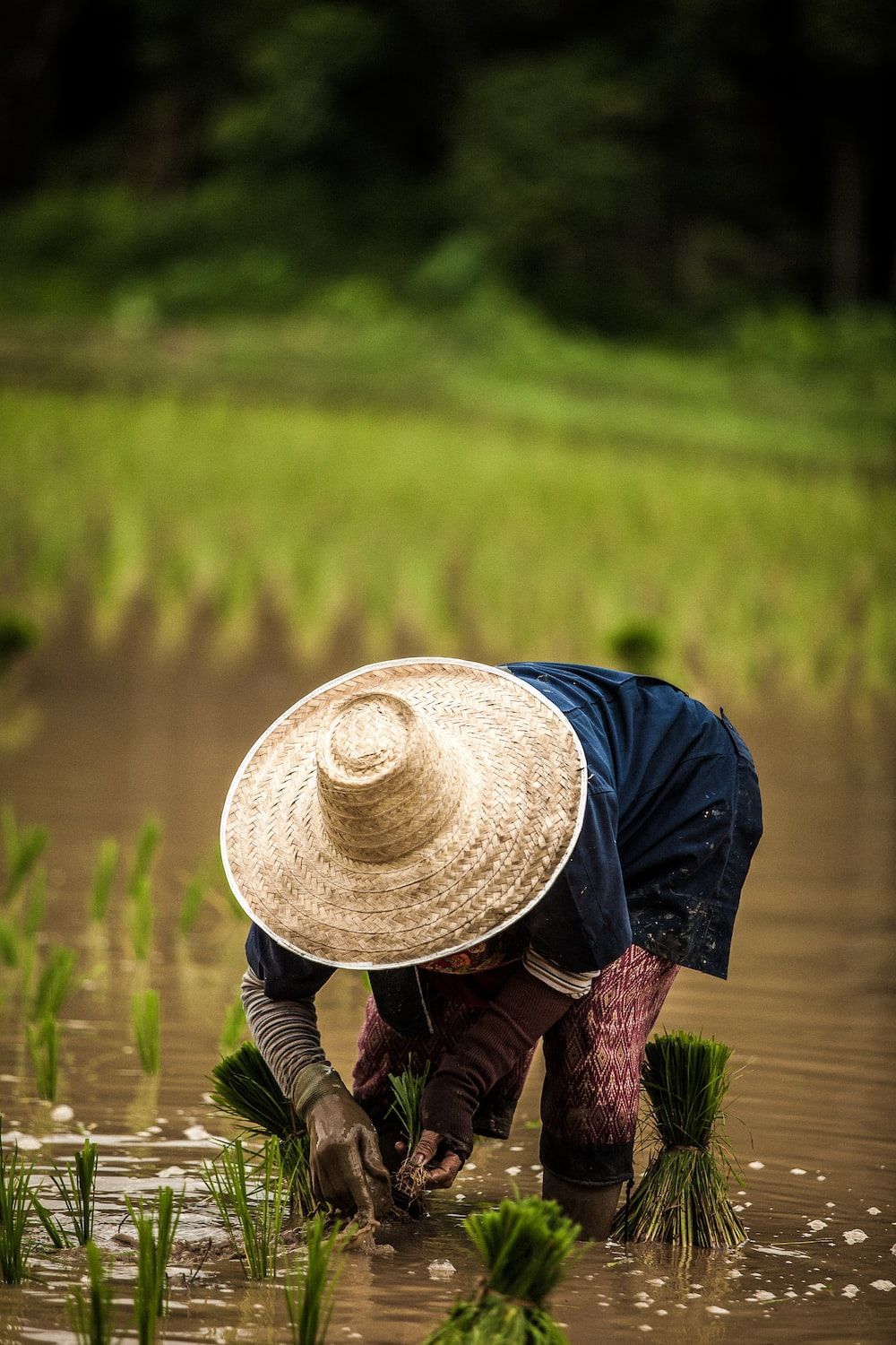 A person wearing a straw hat plants rice in a muddy field - Farm