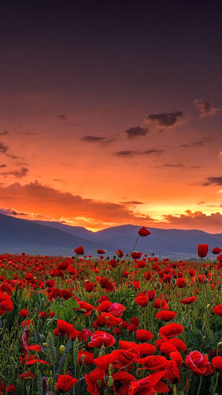 A sunset over the mountains with red flowers - Farm