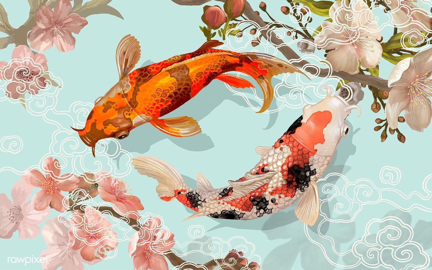 A couple of koi fish swimming in the water - Koi fish
