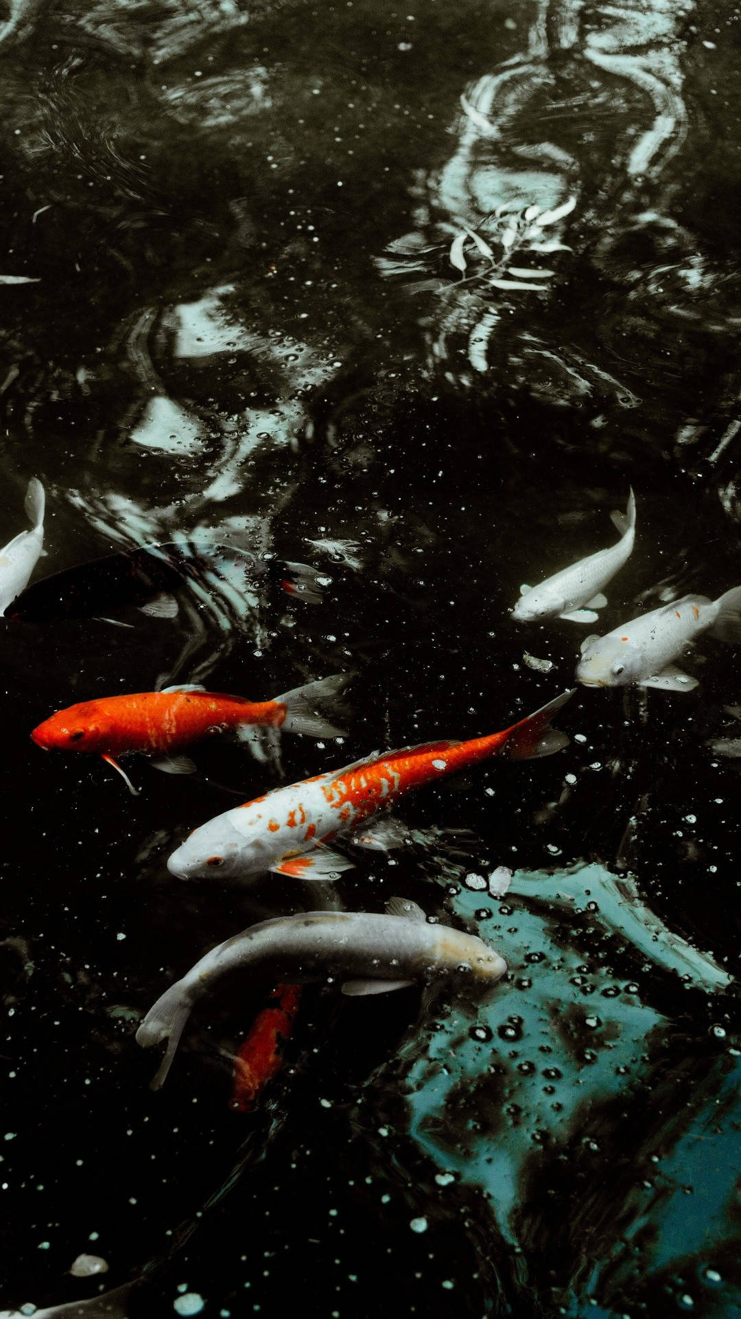 A group of colorful koi fish swimming in a pond - Koi fish, fish