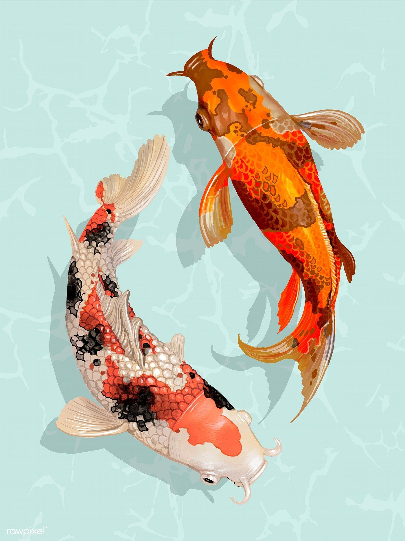 Two Japanese Koi fish swimming. free image. Koi kunst, Japanischer koi, Koi malerei