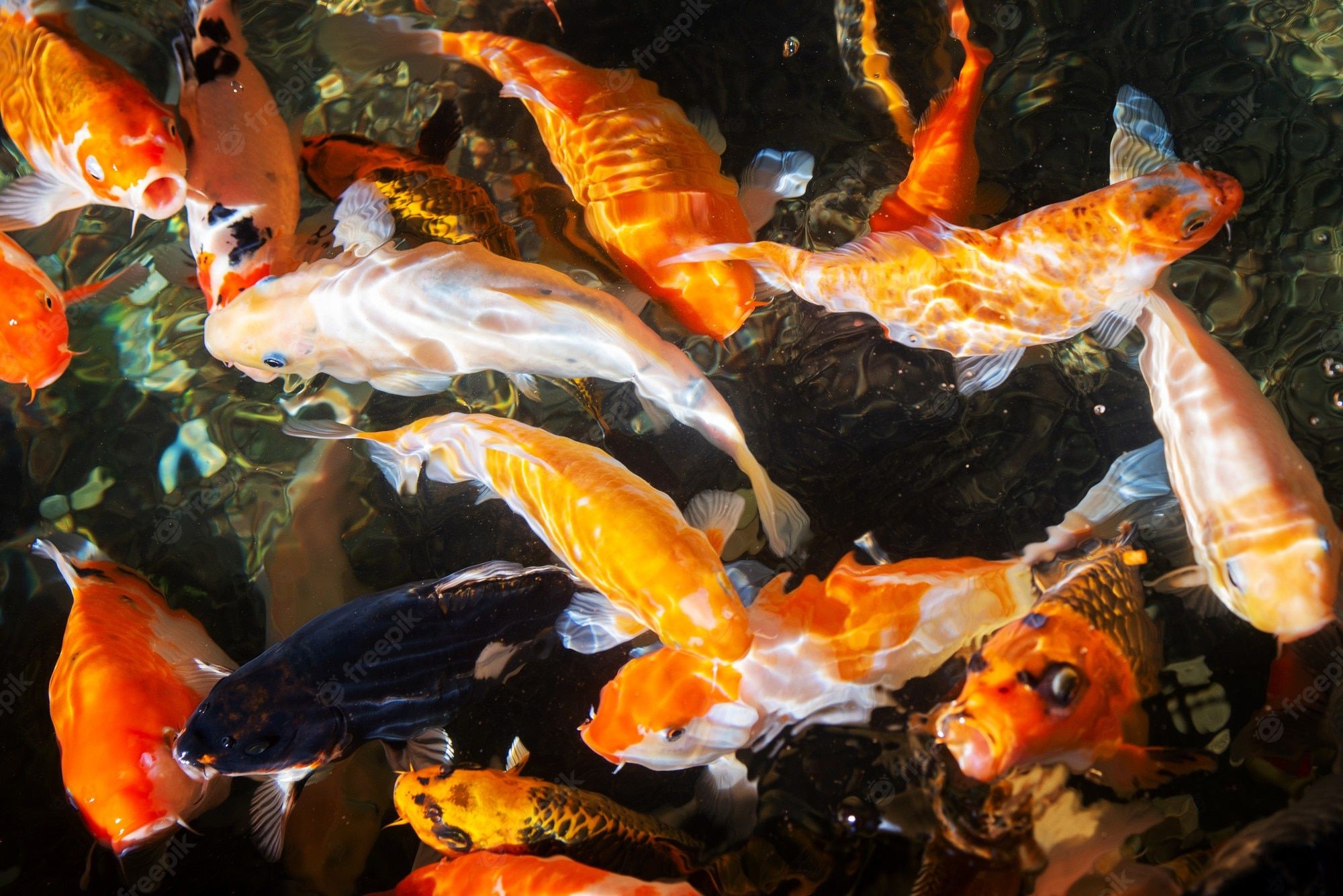 Premium Photo. Seamless koi carps, beautiful colorful koi fish swimming in the pond