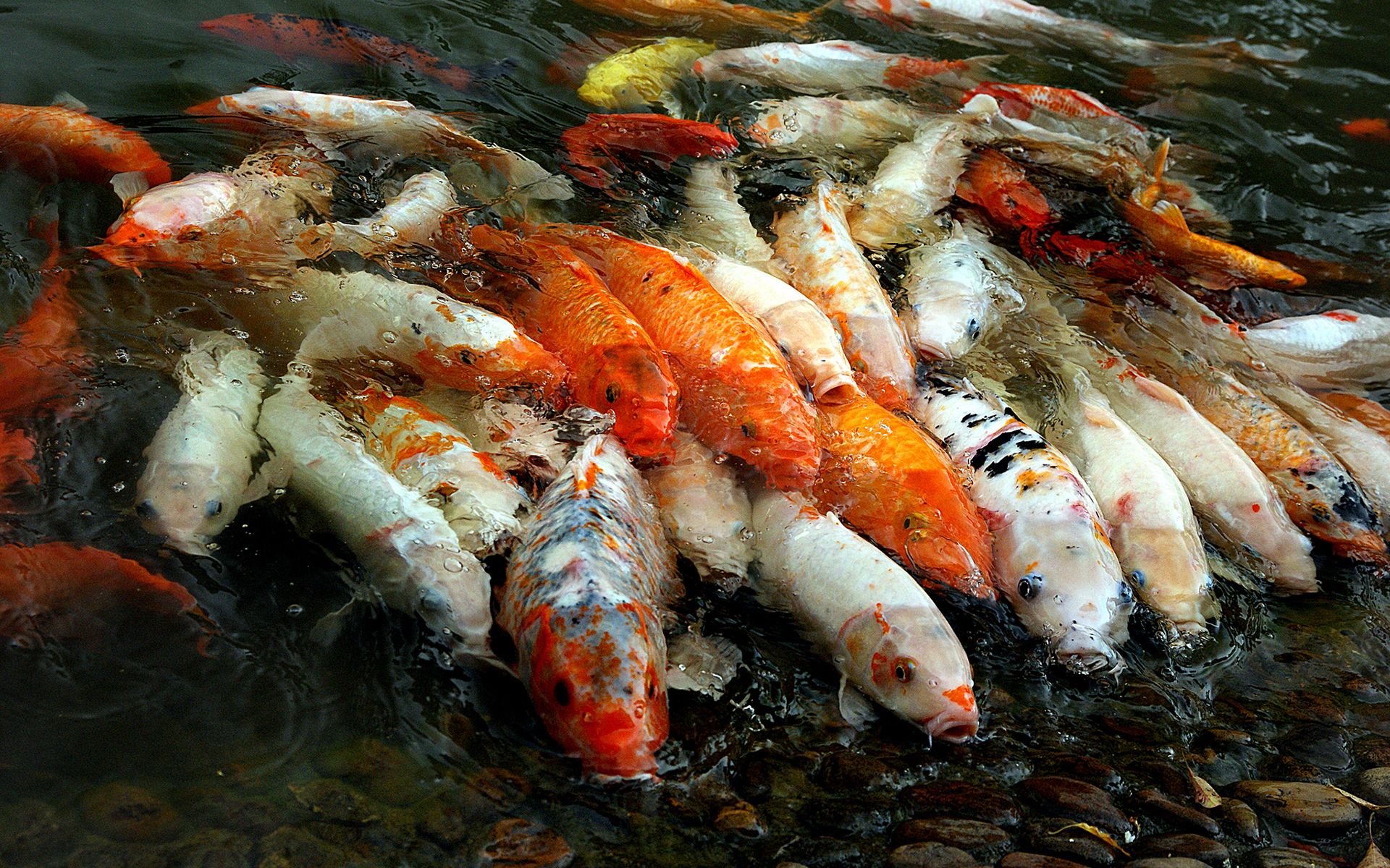 Mobile wallpaper: Koi Fish, Koi, Fishes, Fish, Animal, 337316 download the picture for free