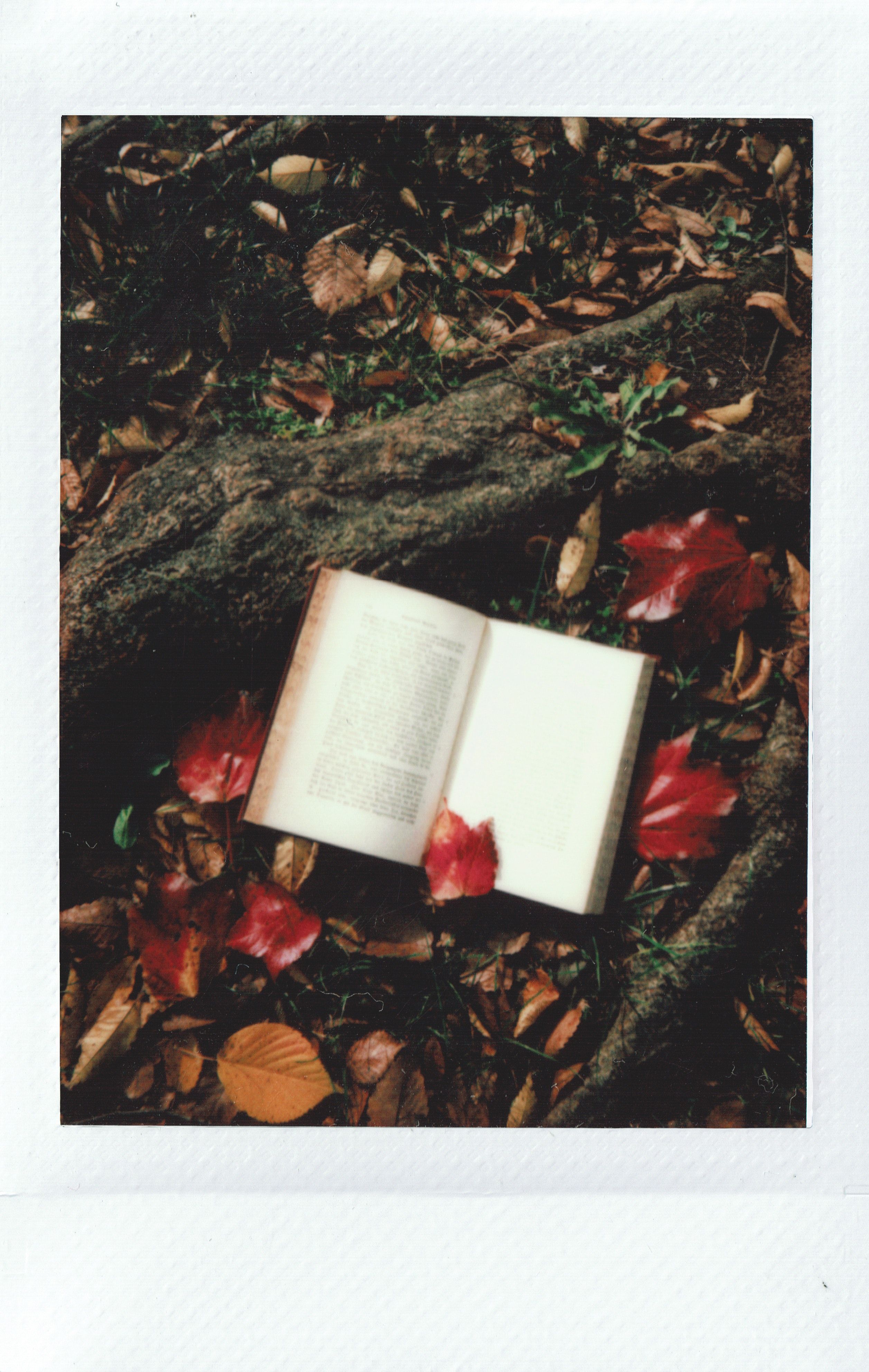 A book lies open on the ground in a pile of leaves. - Polaroid