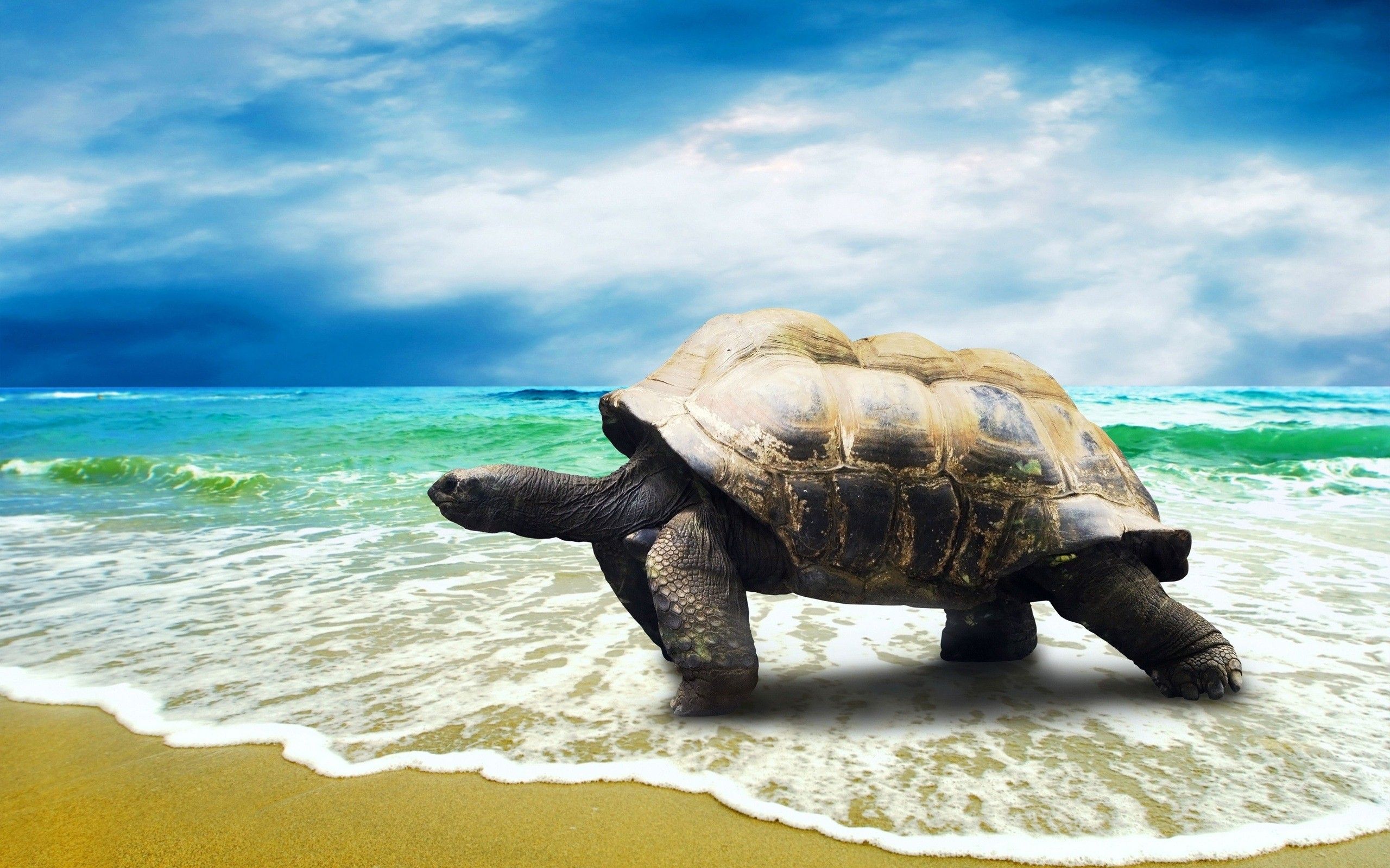 A giant turtle walking on the beach - Turtle