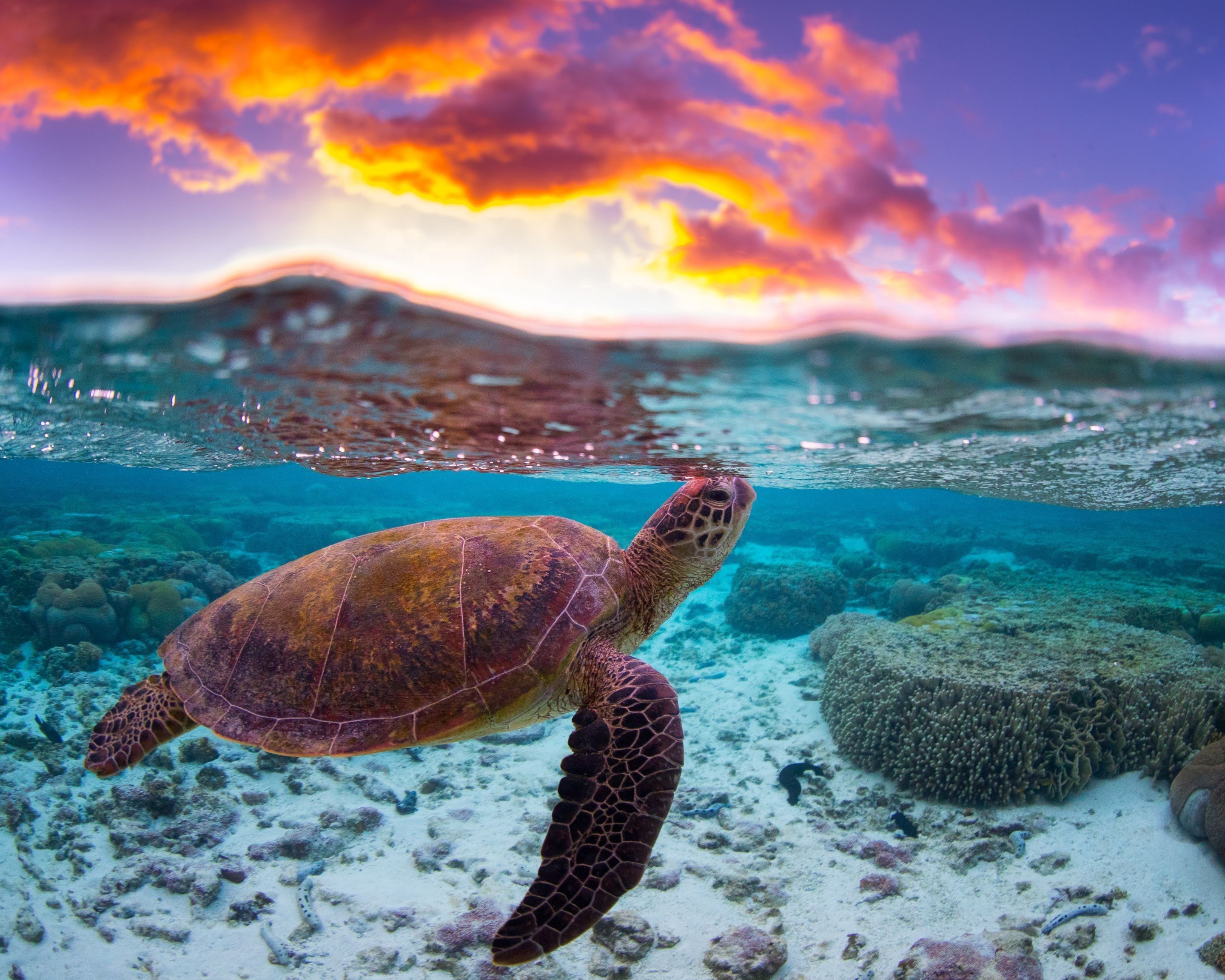 A turtle swimming in the ocean at sunset - Turtle