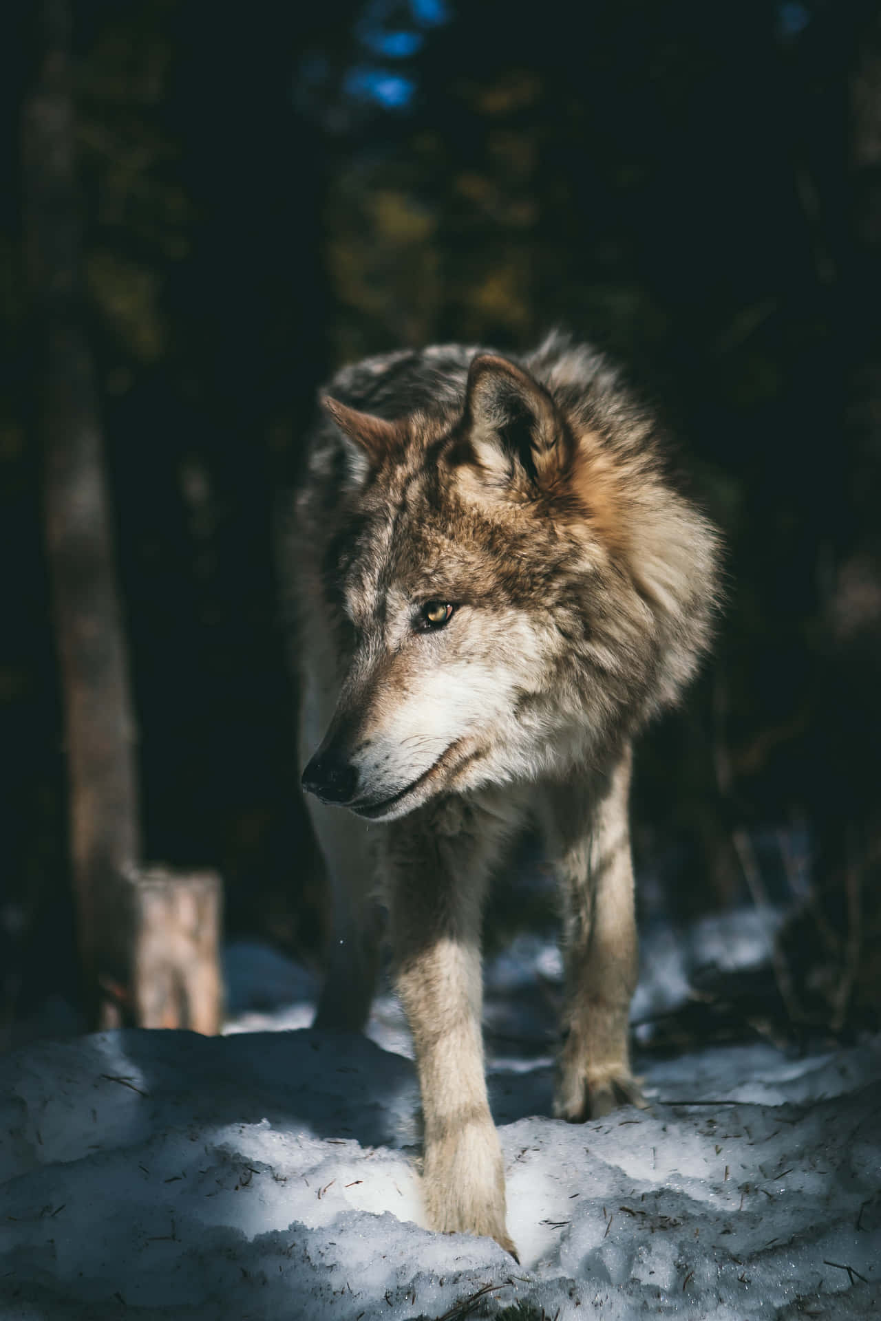 A lone wolf standing in the snow - Wolf