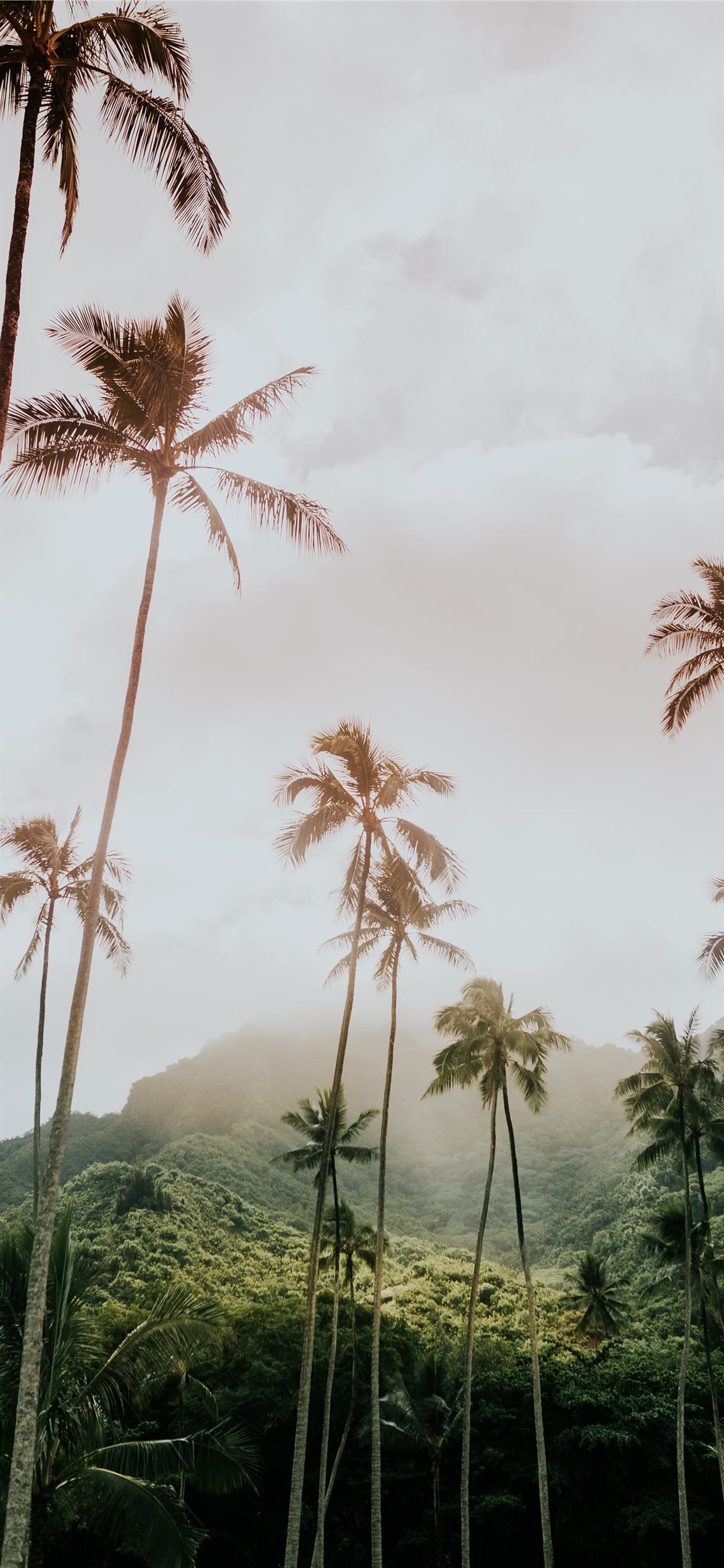 A photo of palm trees on a tropical island - Coconut