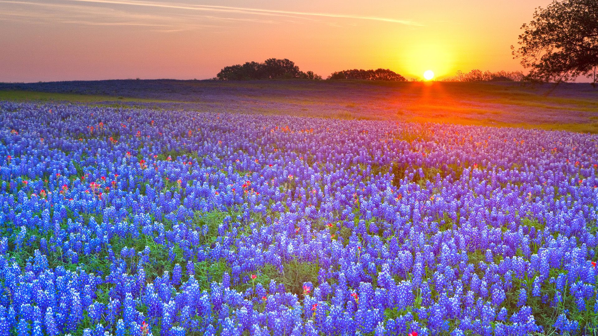 Bluebonnets and wildflowers at sunset in the Texas Hill Country - Texas