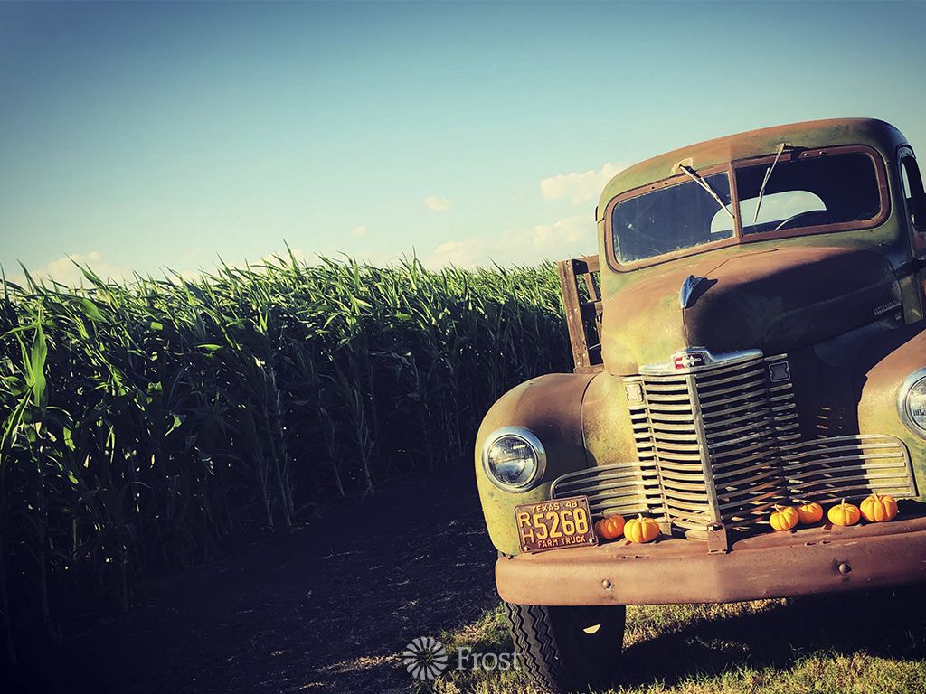Old truck with pumpkins in front of a corn field. - Texas