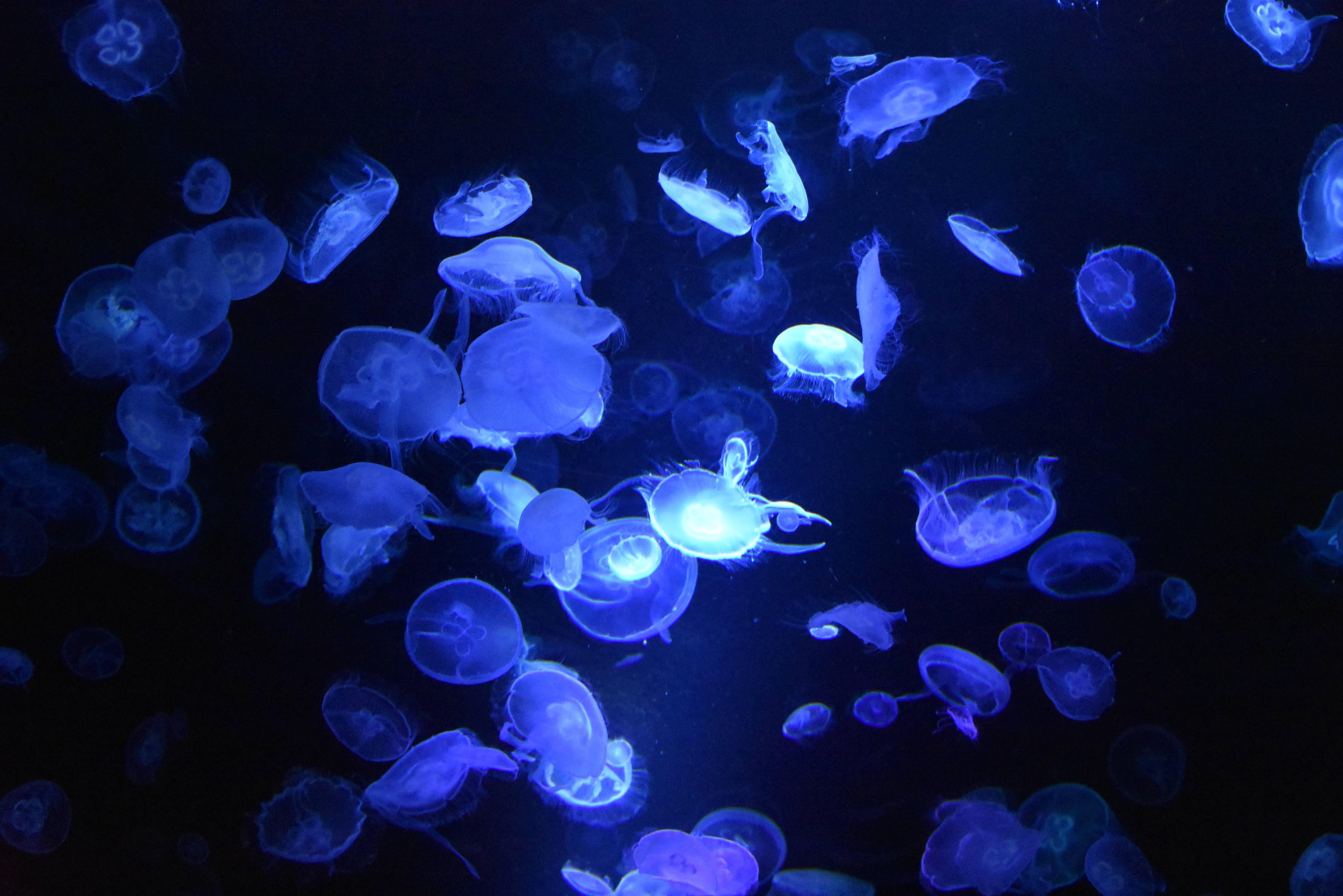 A group of jellyfish in the dark - Underwater