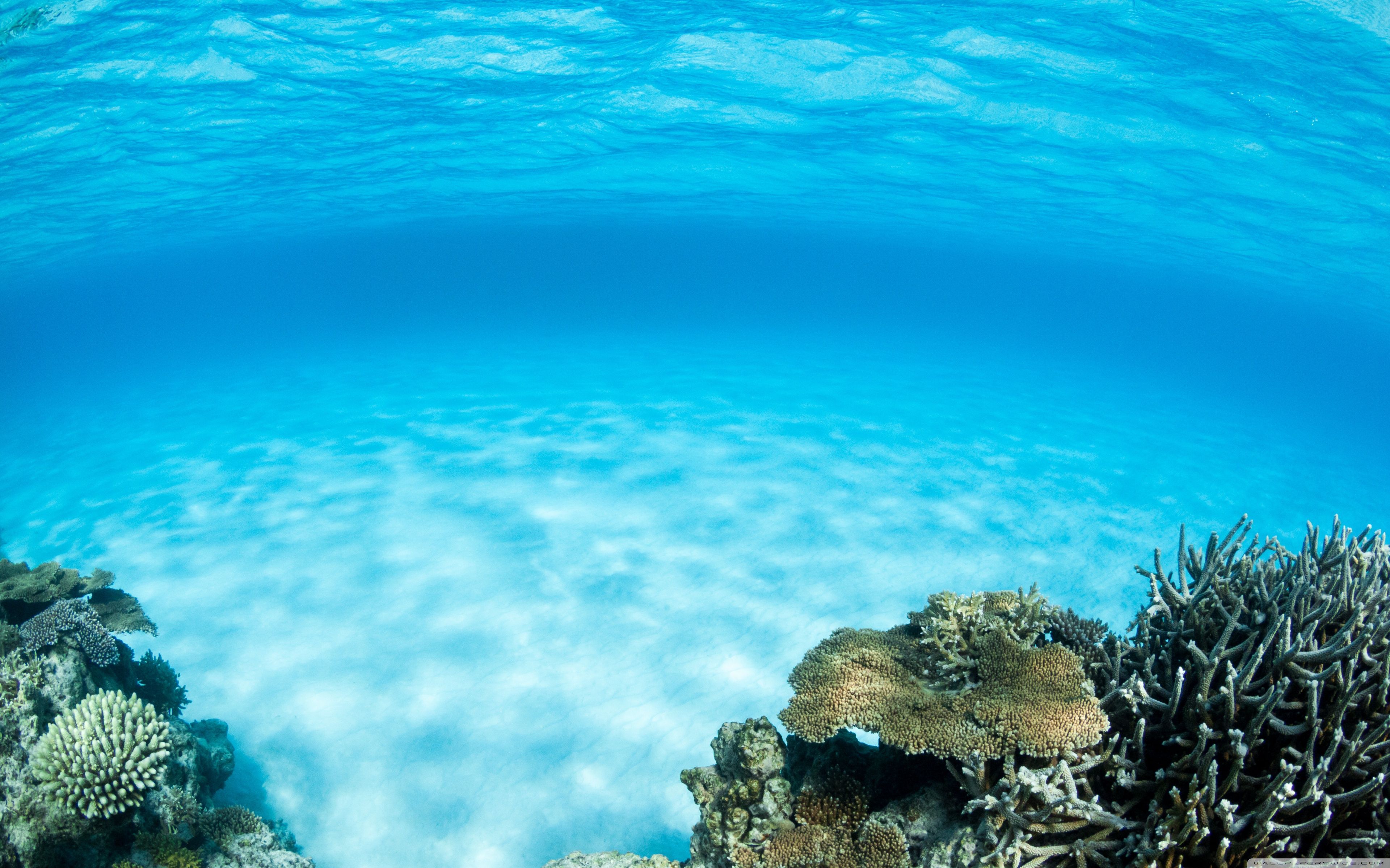 A coral reef in the ocean - Underwater
