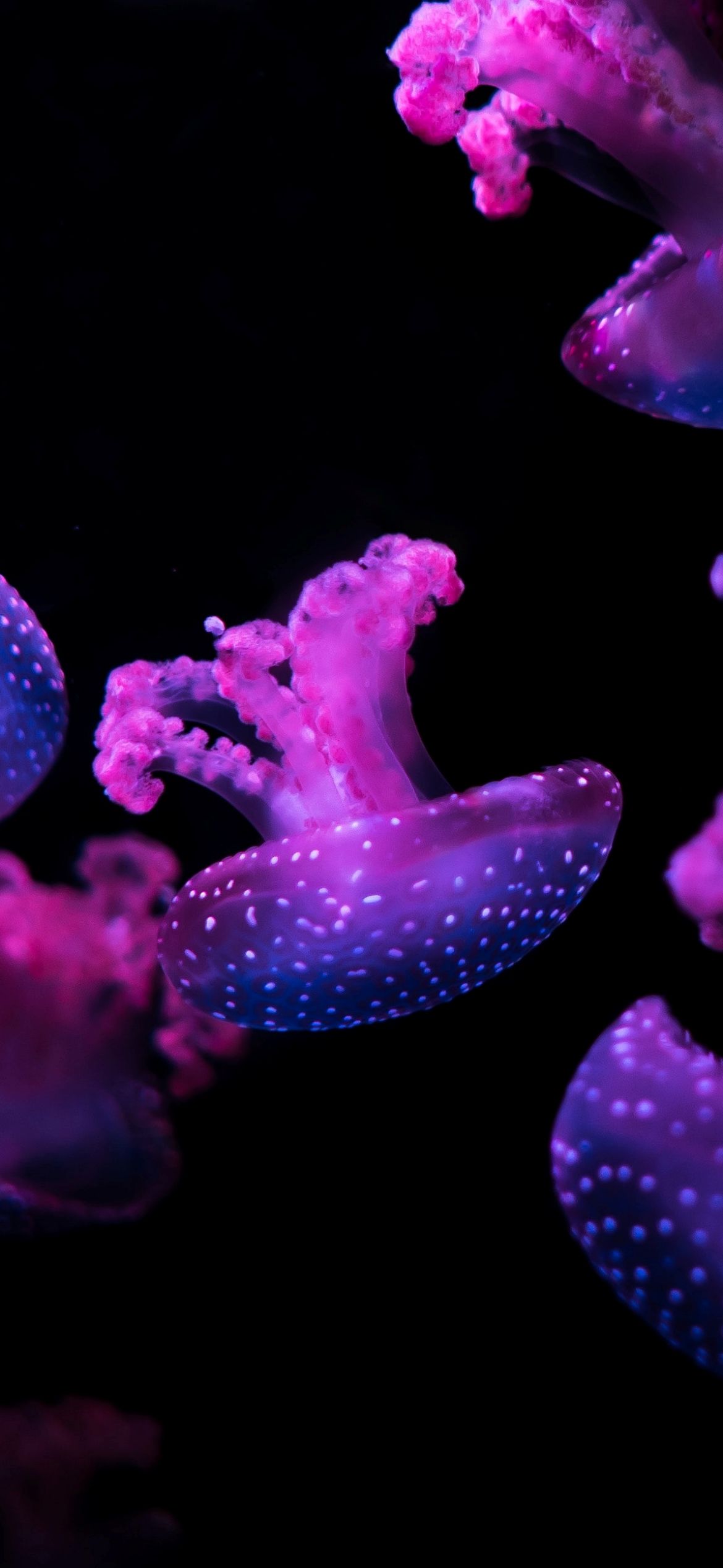 A jellyfish with purple and pink tentacles floating in the water. - Underwater, water