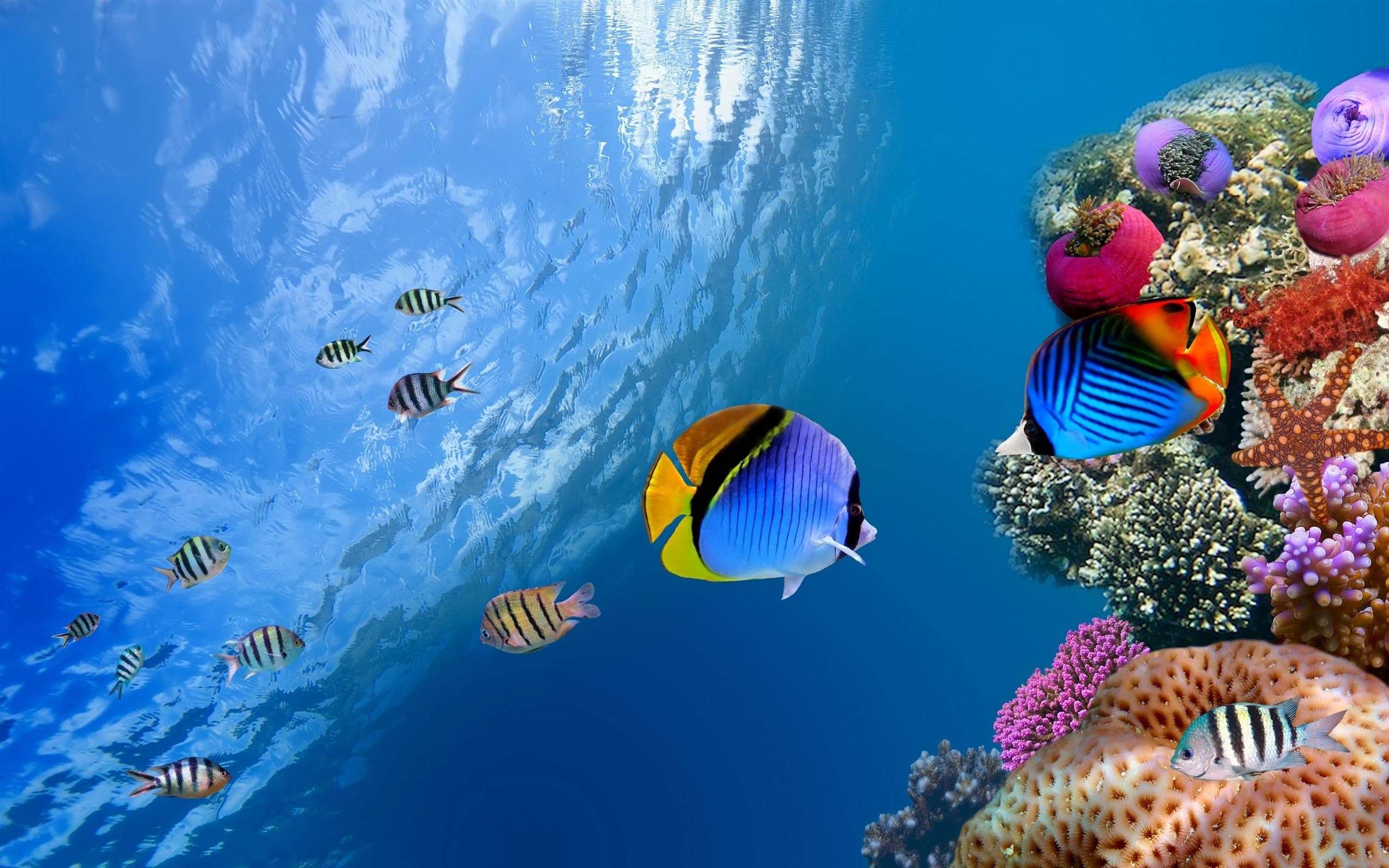 Fish swimming in the ocean with a coral reef in the background - Underwater