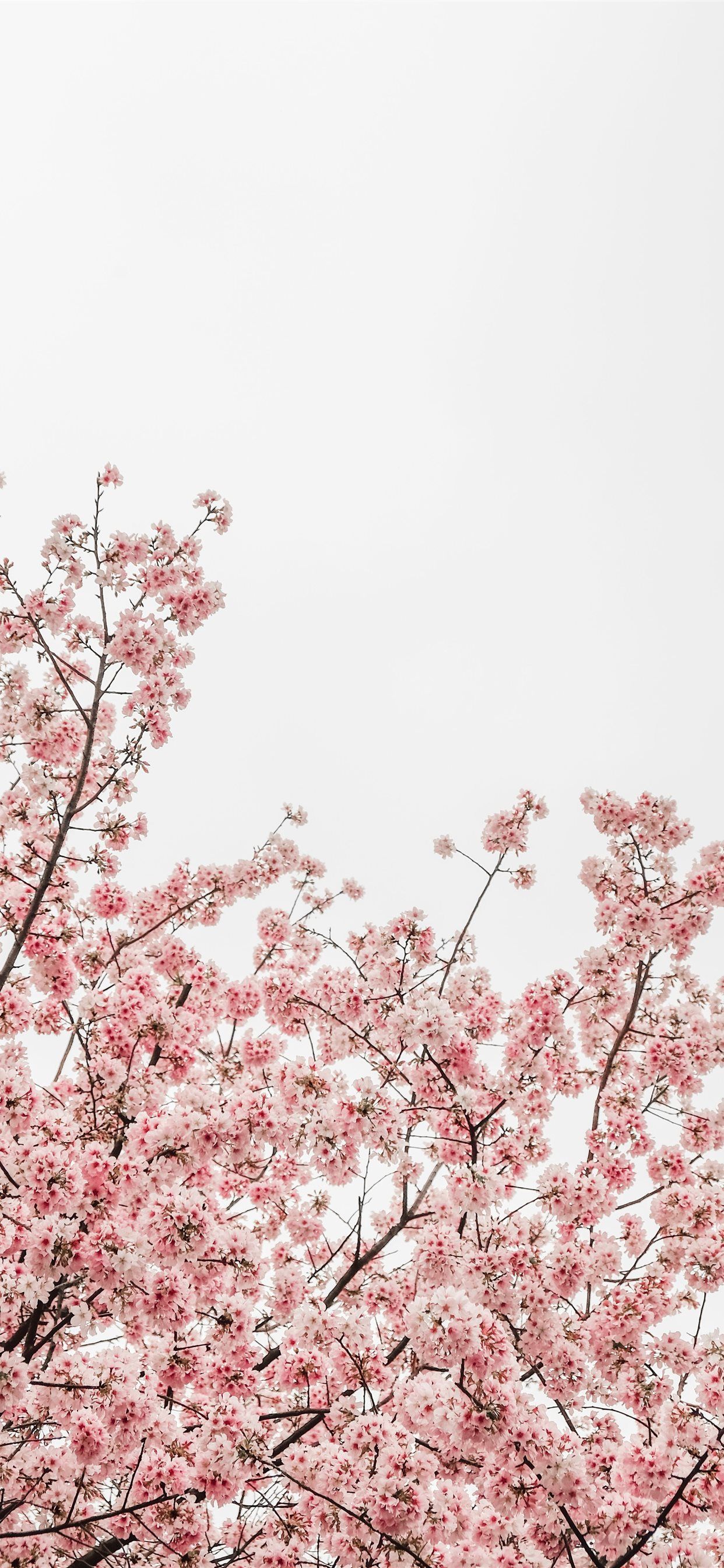 worm's eye view photography of pink cheery blossom. iPhone X Wallpaper Free Download