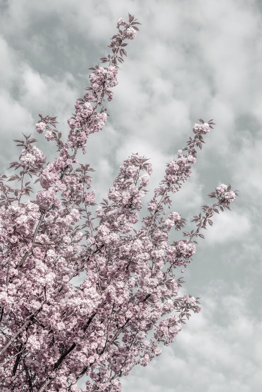 Cherry blossoms with sky view Wall Mural