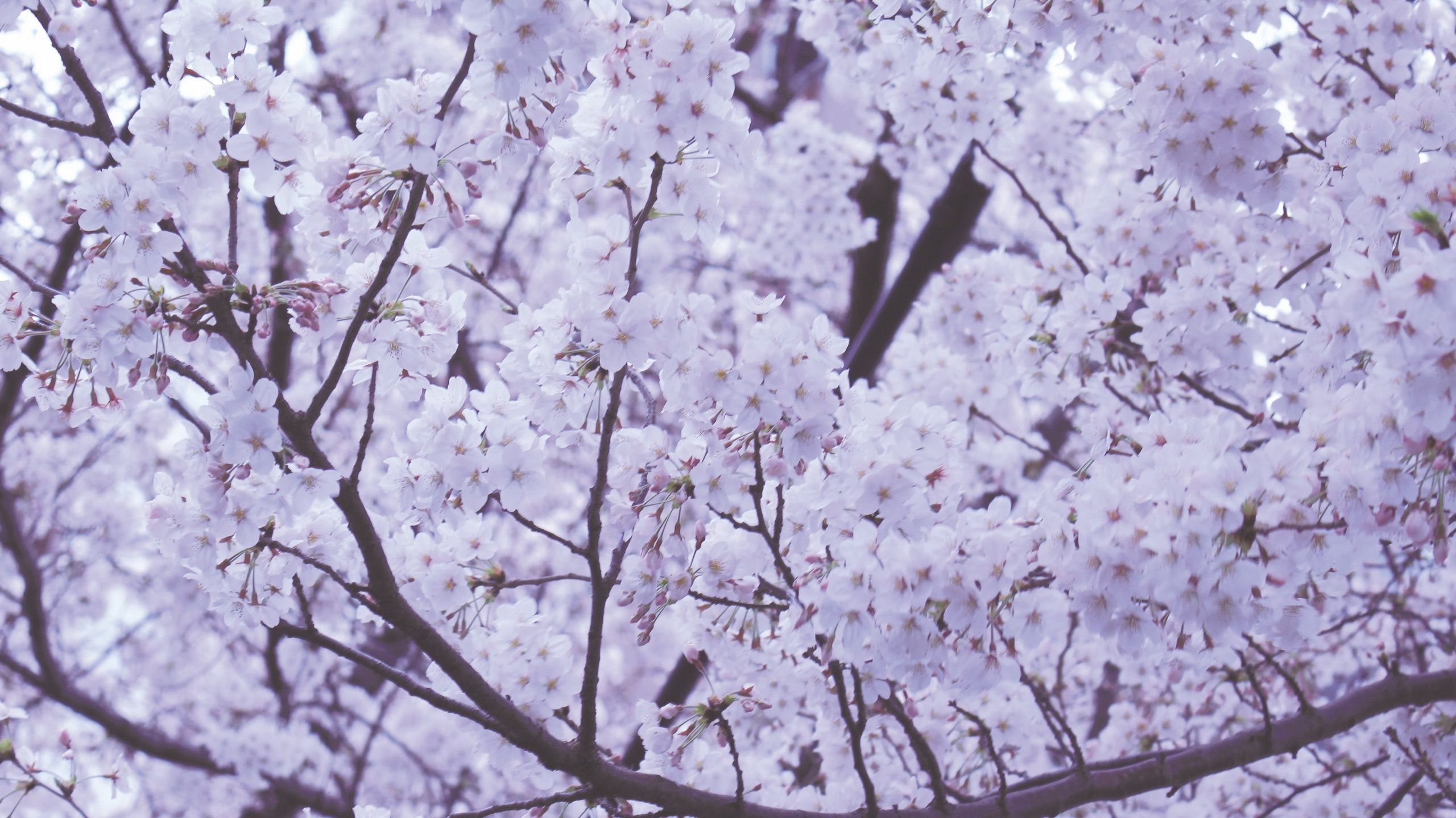 Wallpaper / thick pink white cherry blossom on tree branches in spring in japan, cherry blossom japan 4k wallpaper free download