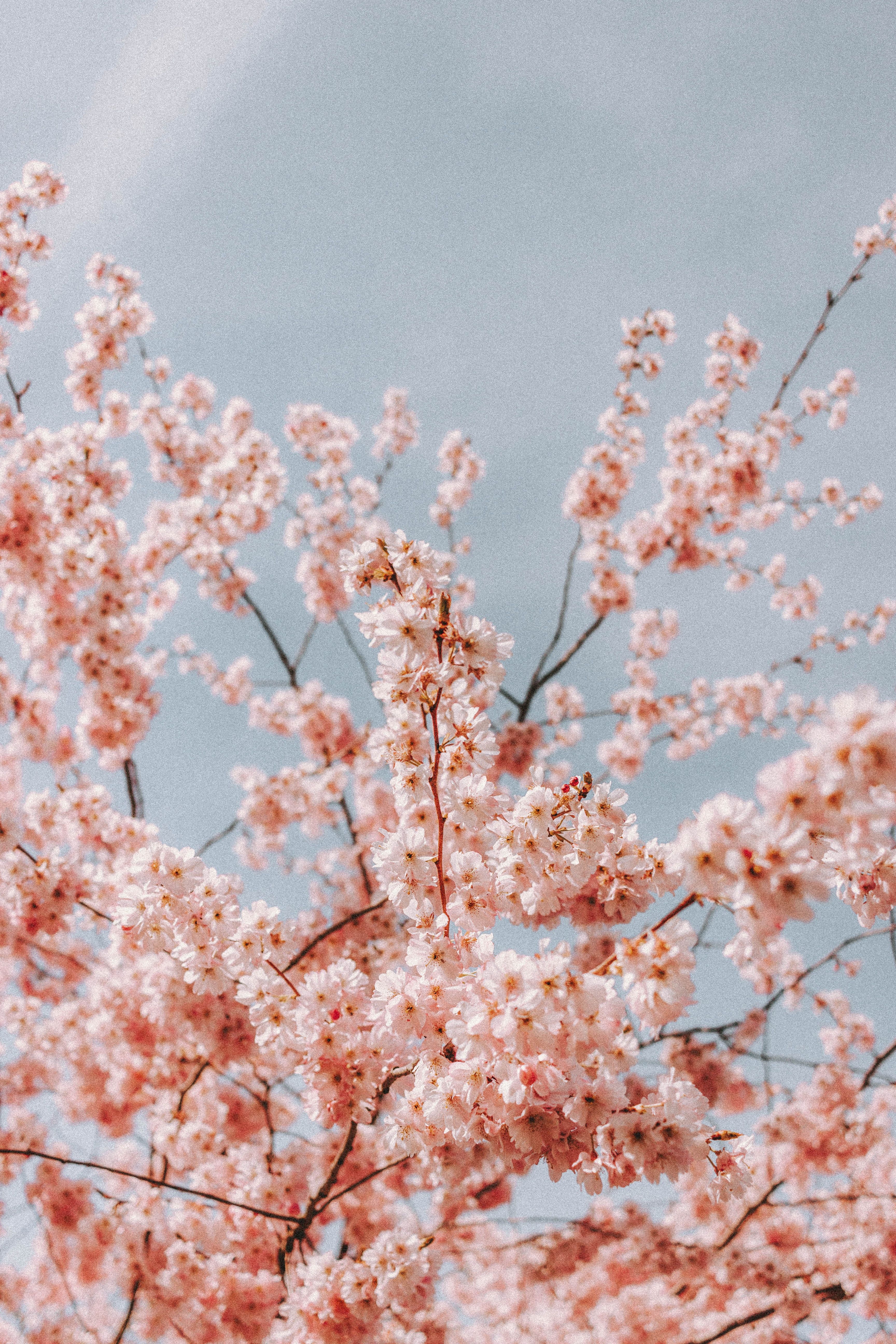 Beautiful Cherry Blossoms in Bloom · Free