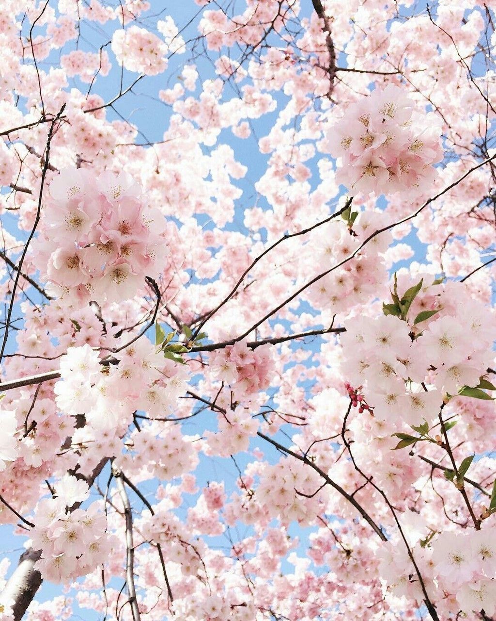 Flower Aesthetic Cherry Blossom