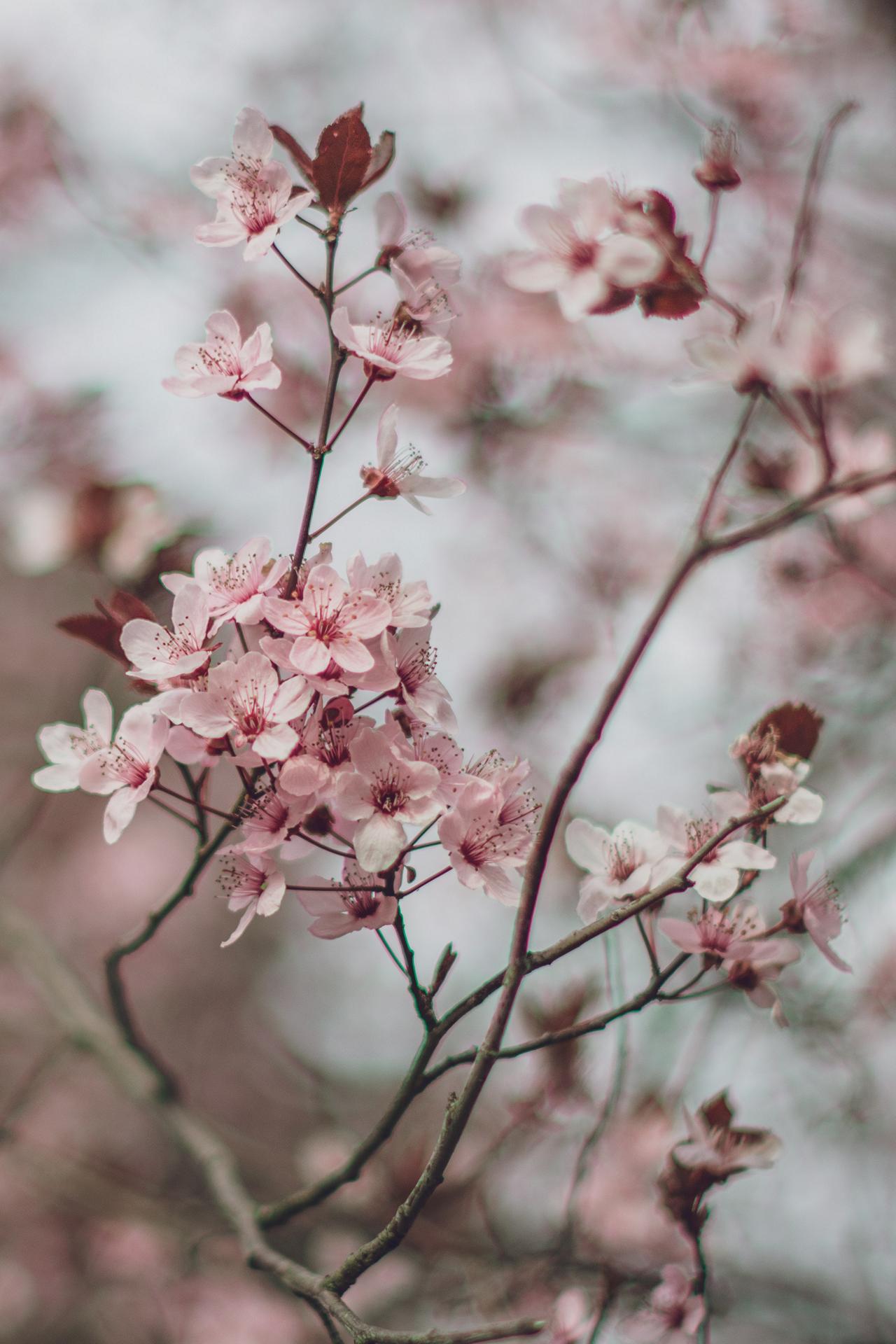 Cherry Blossoms Phone Wallpaper