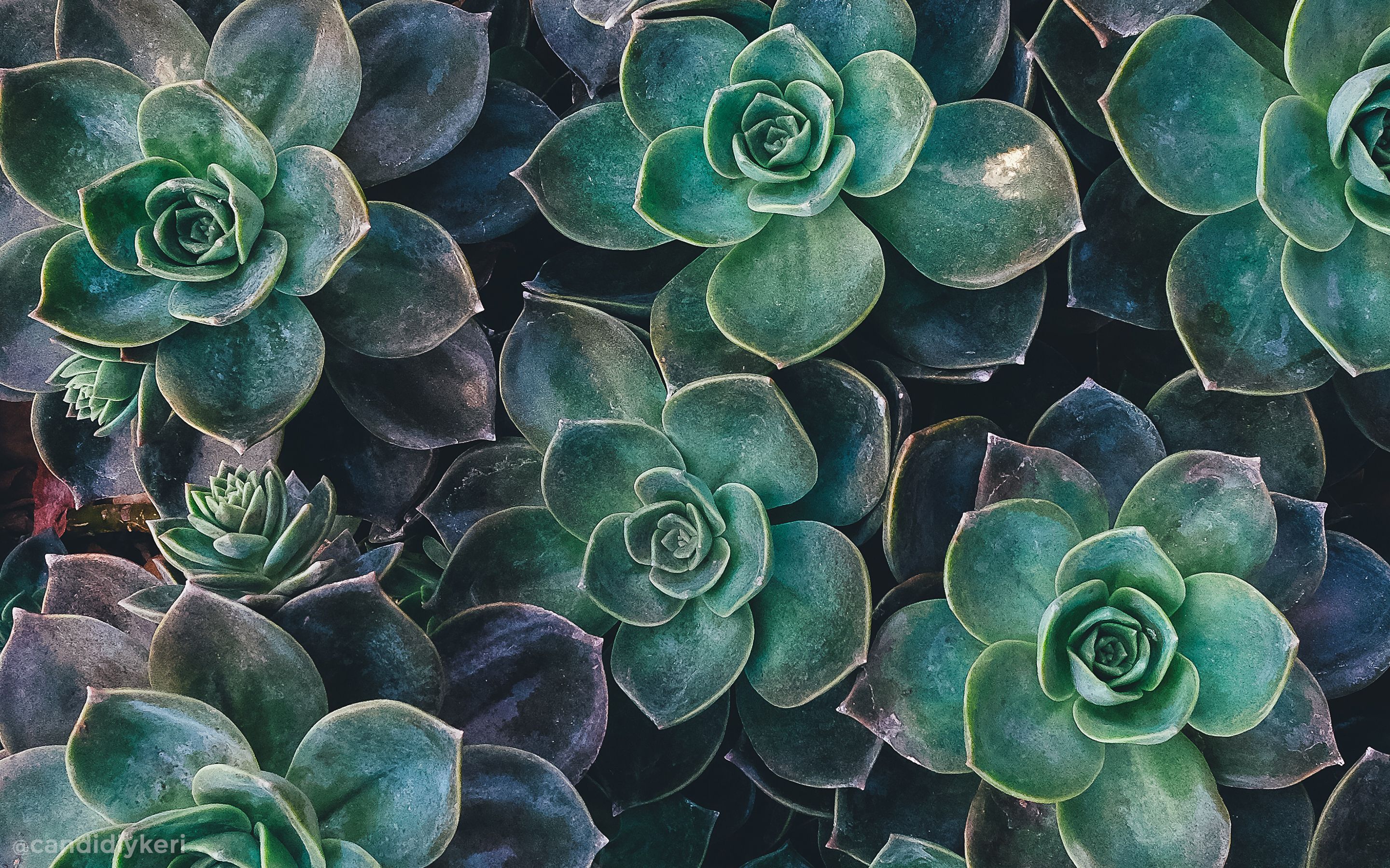 A close up of a succulent plant with green leaves. - Green, iMac, aqua