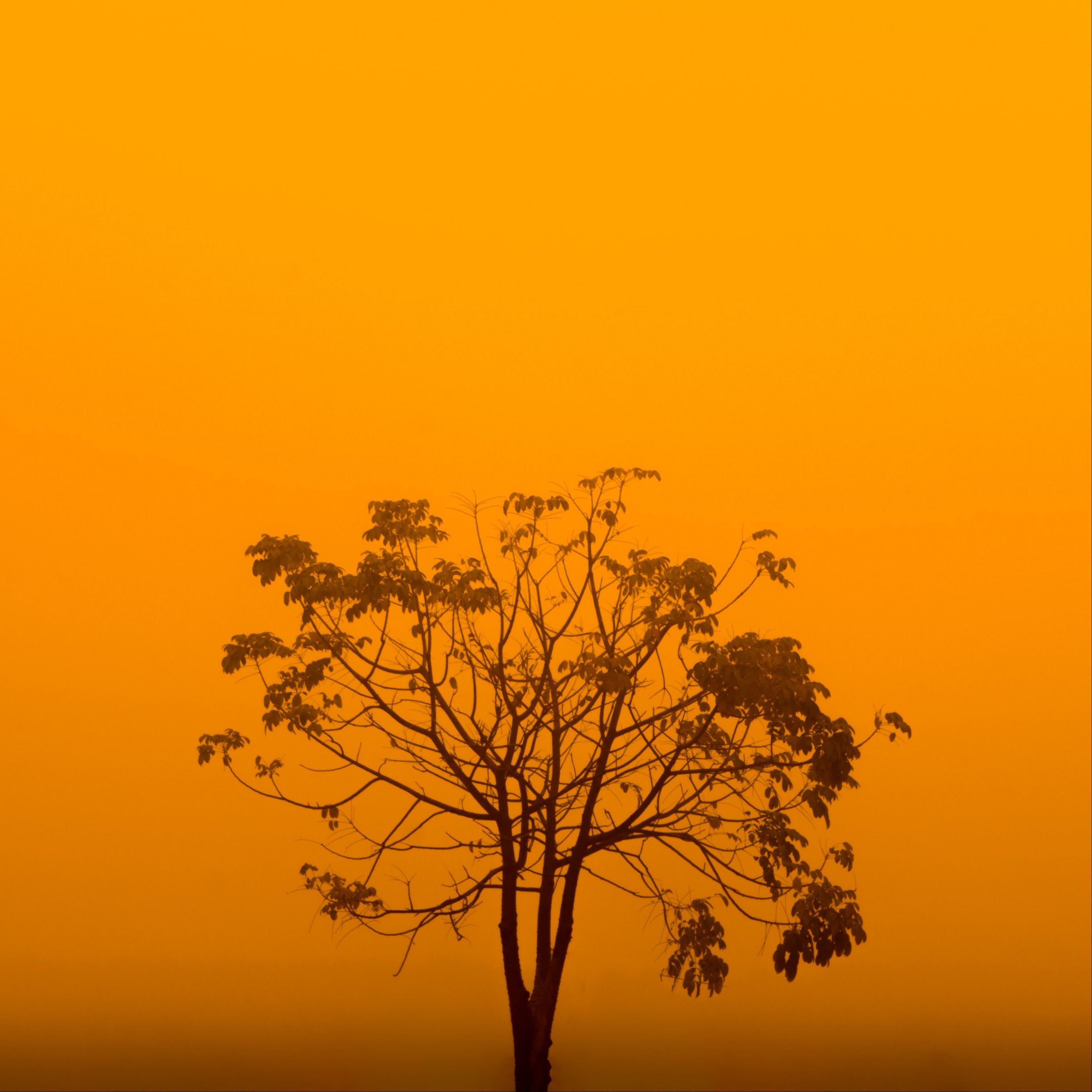 A tree is standing in the middle of an orange sky - Yellow