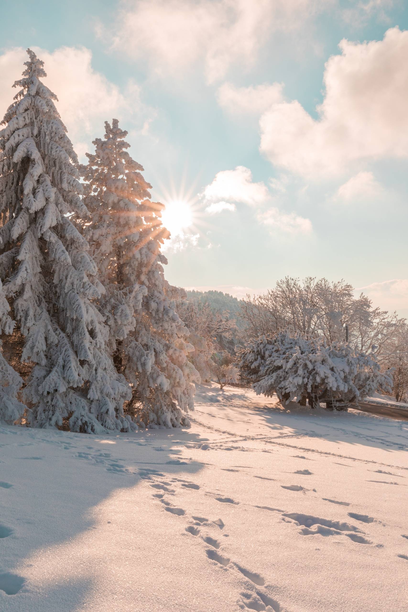 A snow covered field with trees and the sun - Winter, cozy, snow, landscape