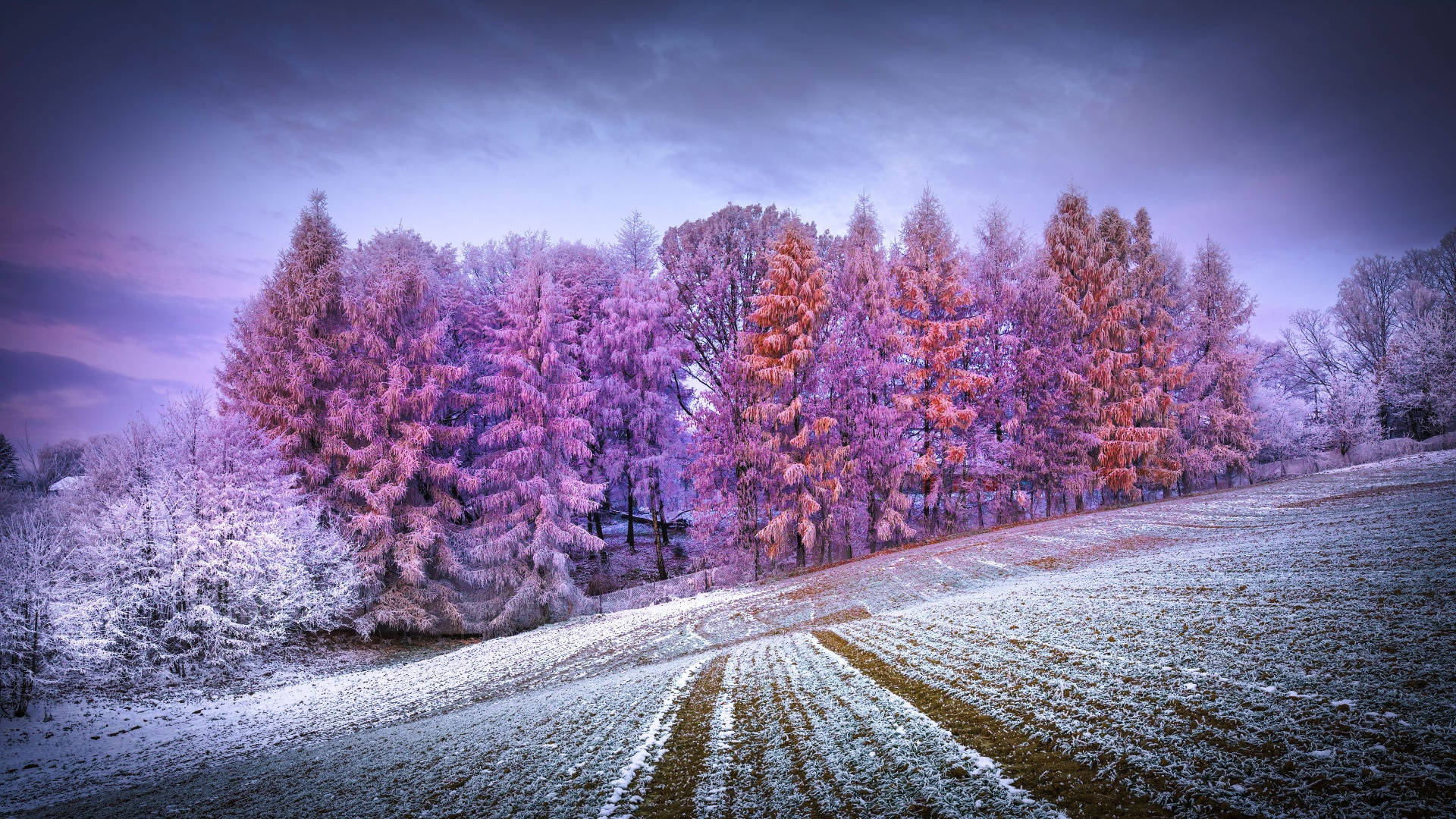 A snowy field with trees in the background. - Winter, snow
