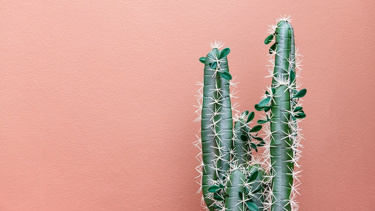 A cactus plant in front of an orange wall - Cactus