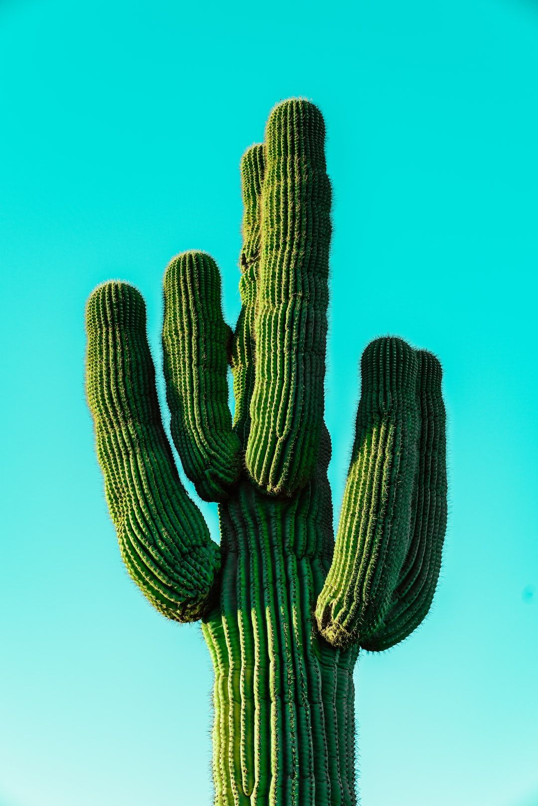 A cactus in front of a blue sky - Cactus