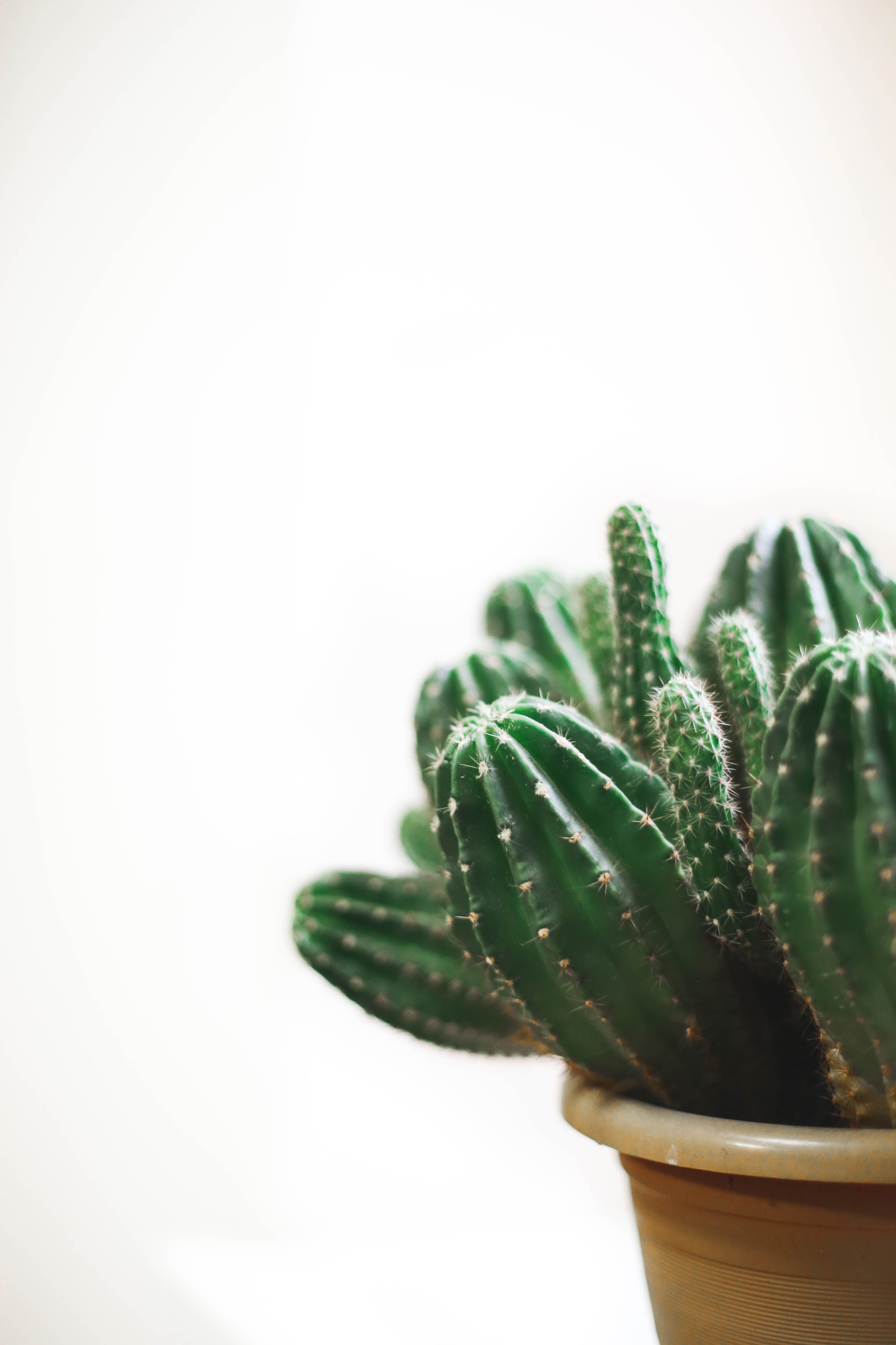 A cactus plant in an earthenware pot - Cactus