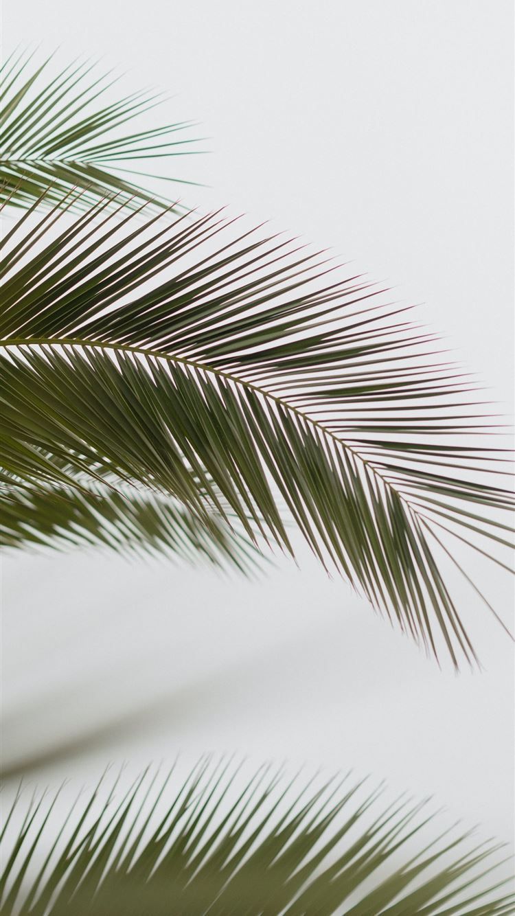 A palm tree branch against a white background - Palm tree