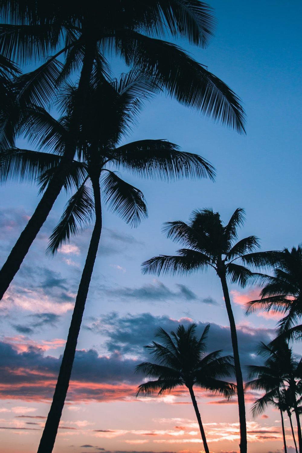 low angle photography of coconut trees. Fondos de pantalla palmeras, iPhone fondos de pantalla, Fondo de pantalla iphone verano